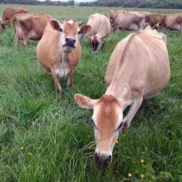 100% Raw Grass Fed Whey - Happy Healthy Cows, COLD PROCESSED Undenatured Raw Organic Whey Au supplements