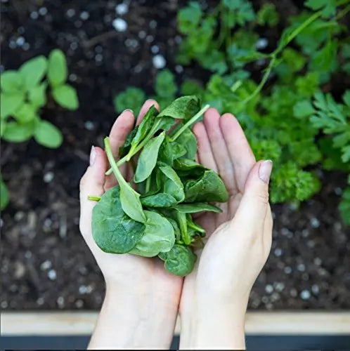 Amazing Grass Greens Blend Superfood: Super Greens Powder Smoothie Amazing Grass Au supplements