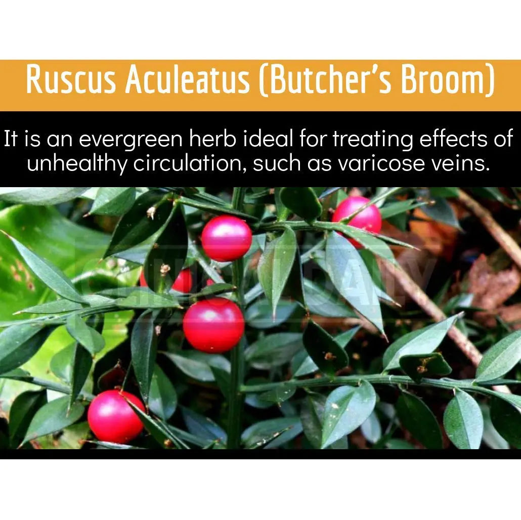 Clinical Daily Blood Circulation Supplements. Butchers Broom, Horse Chestnut, Hawthorn Clinical Daily Au supplements