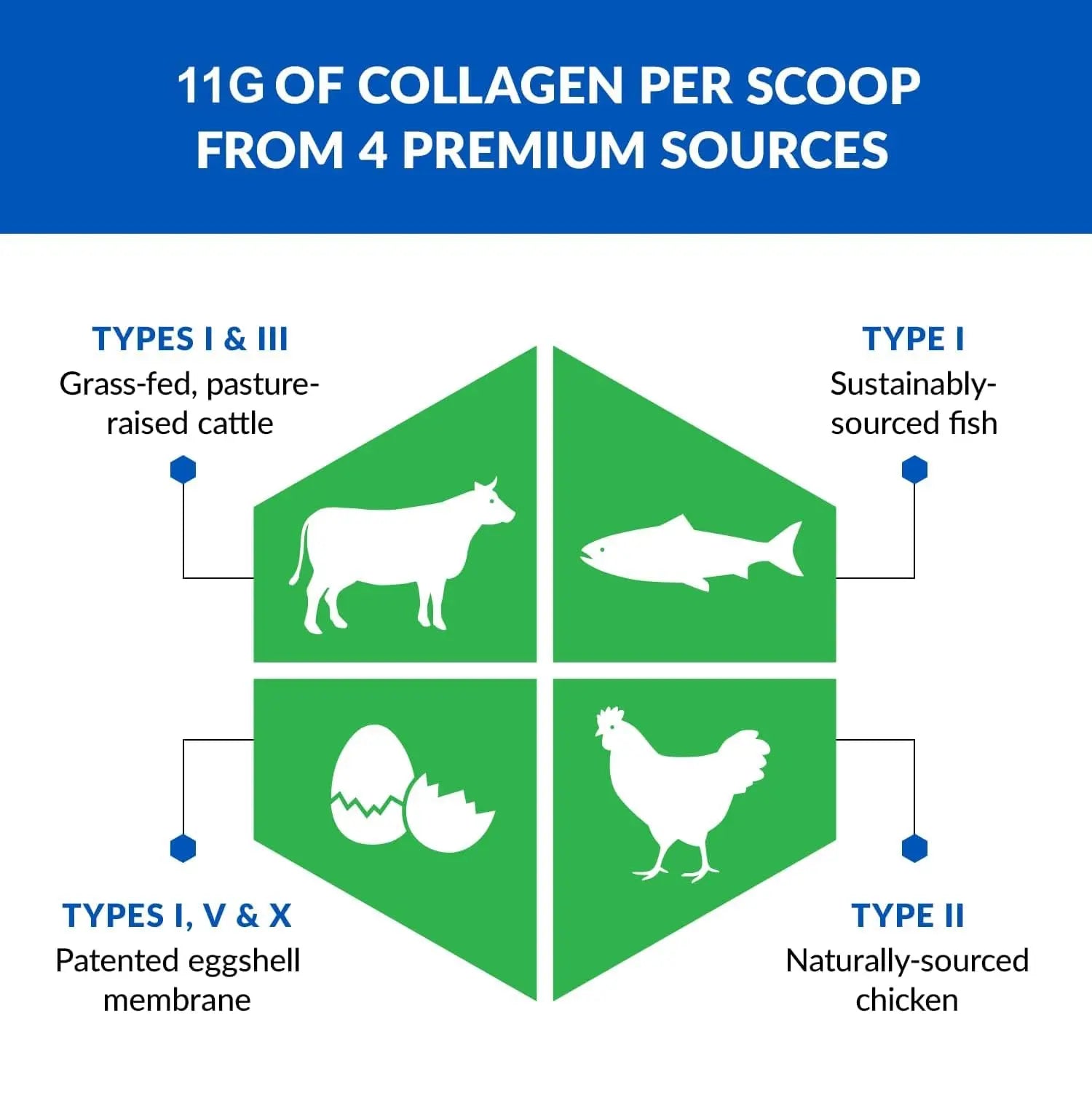 BioTrust Ageless Multi Collagen Peptides Powder - 5 Types (I, II, III, V, X) - Unflavored Collagen Powder for Women & Men - Hydrolyzed Protein BioTrust Au supplements