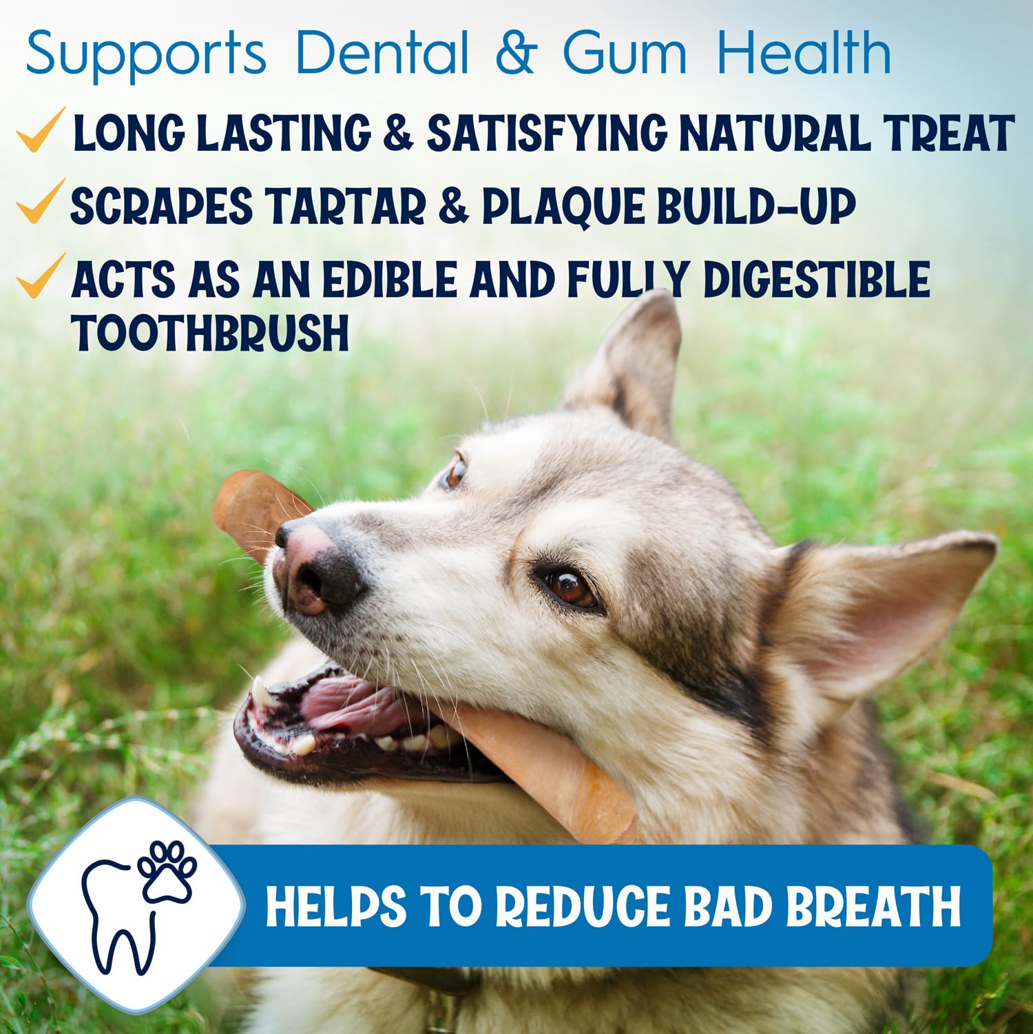 FETCHERONI 6" Collagen Sticks for Dogs – Low Odor Long-Lasting Bully Stick & Rawhide Alternative, Single Ingredient Beef Bone, High Protein Dental Treat, Vet Approved, Improves Joint Health – 20 Pack FETCHERONI Au supplements