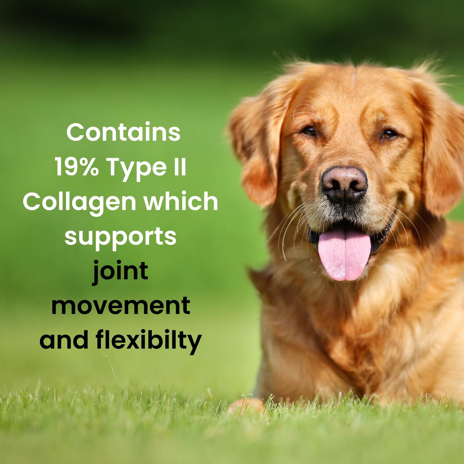 Hofseth BioCare Brilliant Bone & Joint Supplement for Dogs - High Strength Calcium & Collagen Powder for Joint & Hip Support, Essential Supplement for Dog’s of All Ages - 10.6 Oz Hofseth BioCare Au supplements