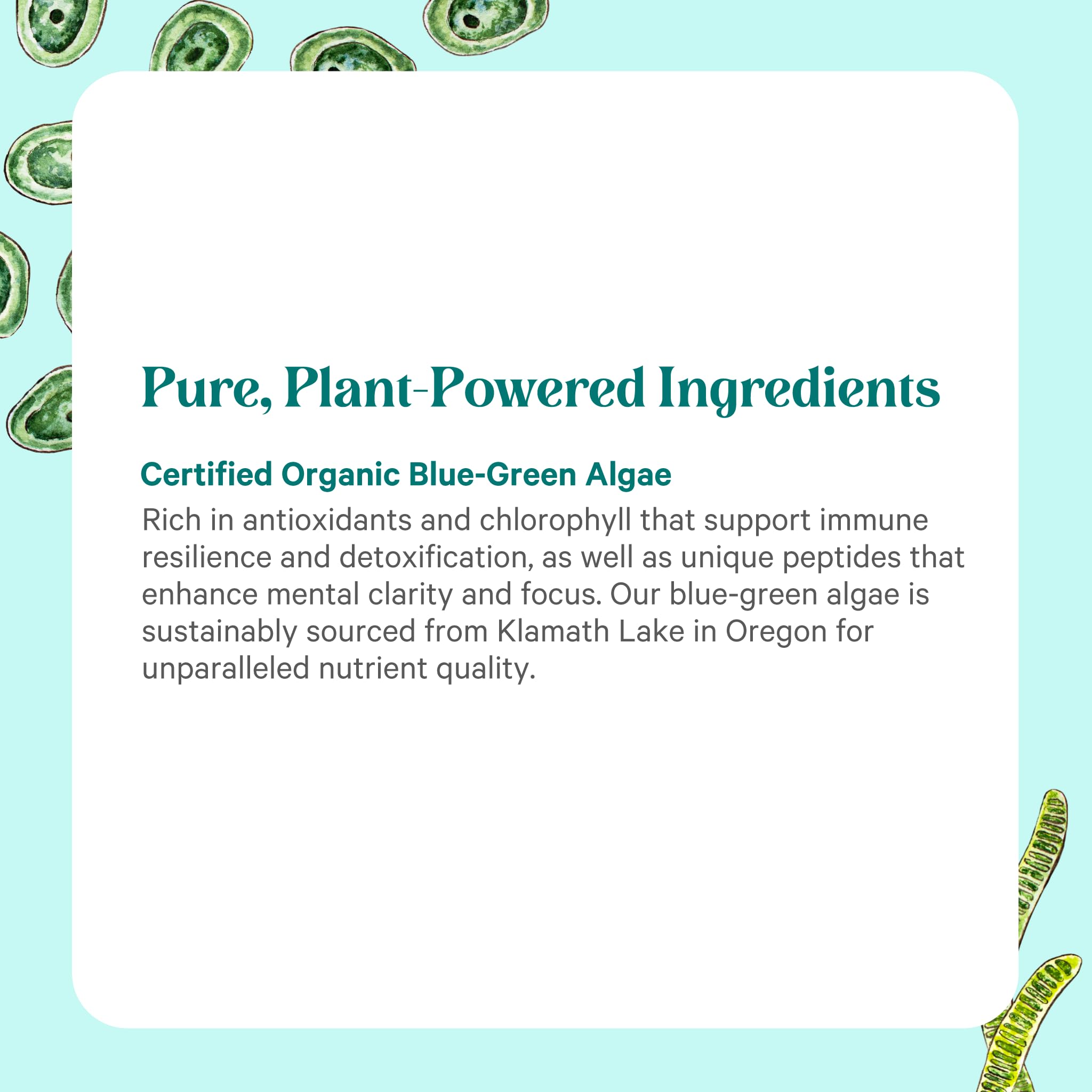 PURE SYNERGY Blue-Green Algae Powder | Superfood Powder with Chlorophyll | Organic AFA Blue Green Algae Supplement | Supports Energy, Mental Clarity, and Detoxification (3.2 oz.) PURE SYNERGY Au supplements