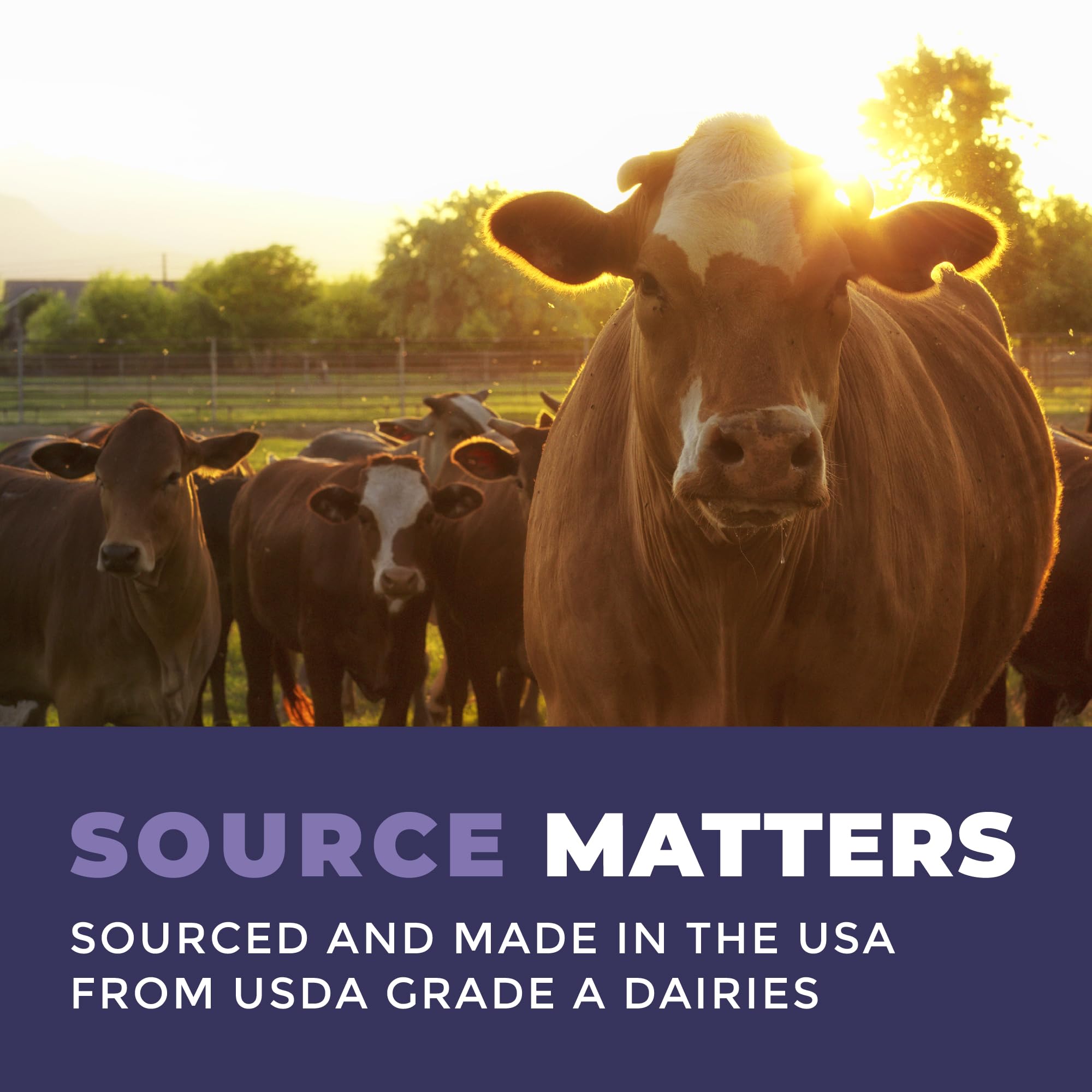 Colostrum Powder – USA Sourced Bovine Colostrum for Humans for Immune Support, Gut Health, Muscle Recovery - Single Ingredient, No Additives, Grass Fed, Non-GMO Colostrum Supplement for Women and Men Left Coast Performance Au supplements