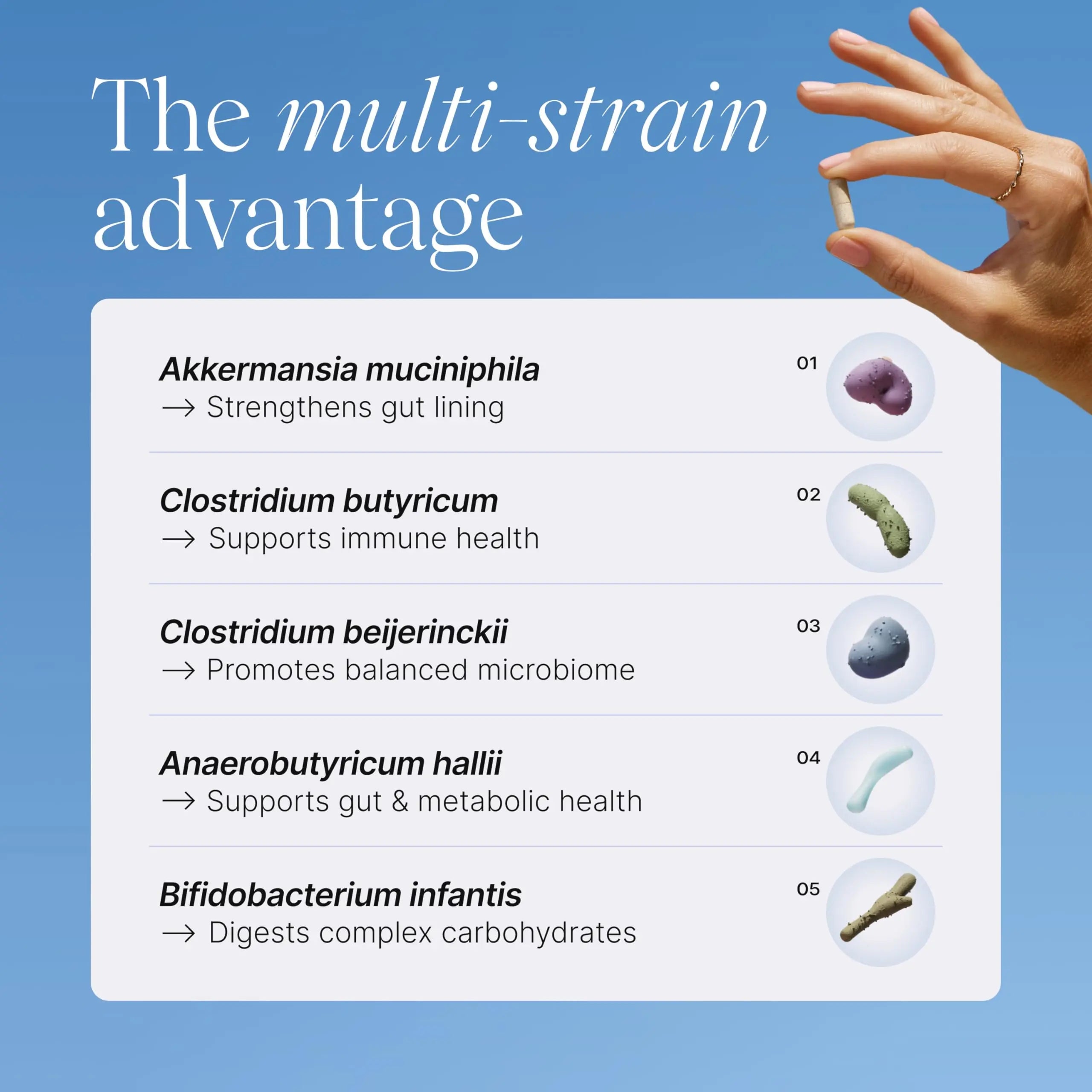 Pendulum Metabolic Daily - Multi-Strain Probiotic with Akkermansia muciniphila to Support Metabolism and Sustain Energy Levels Pendulum Au supplements