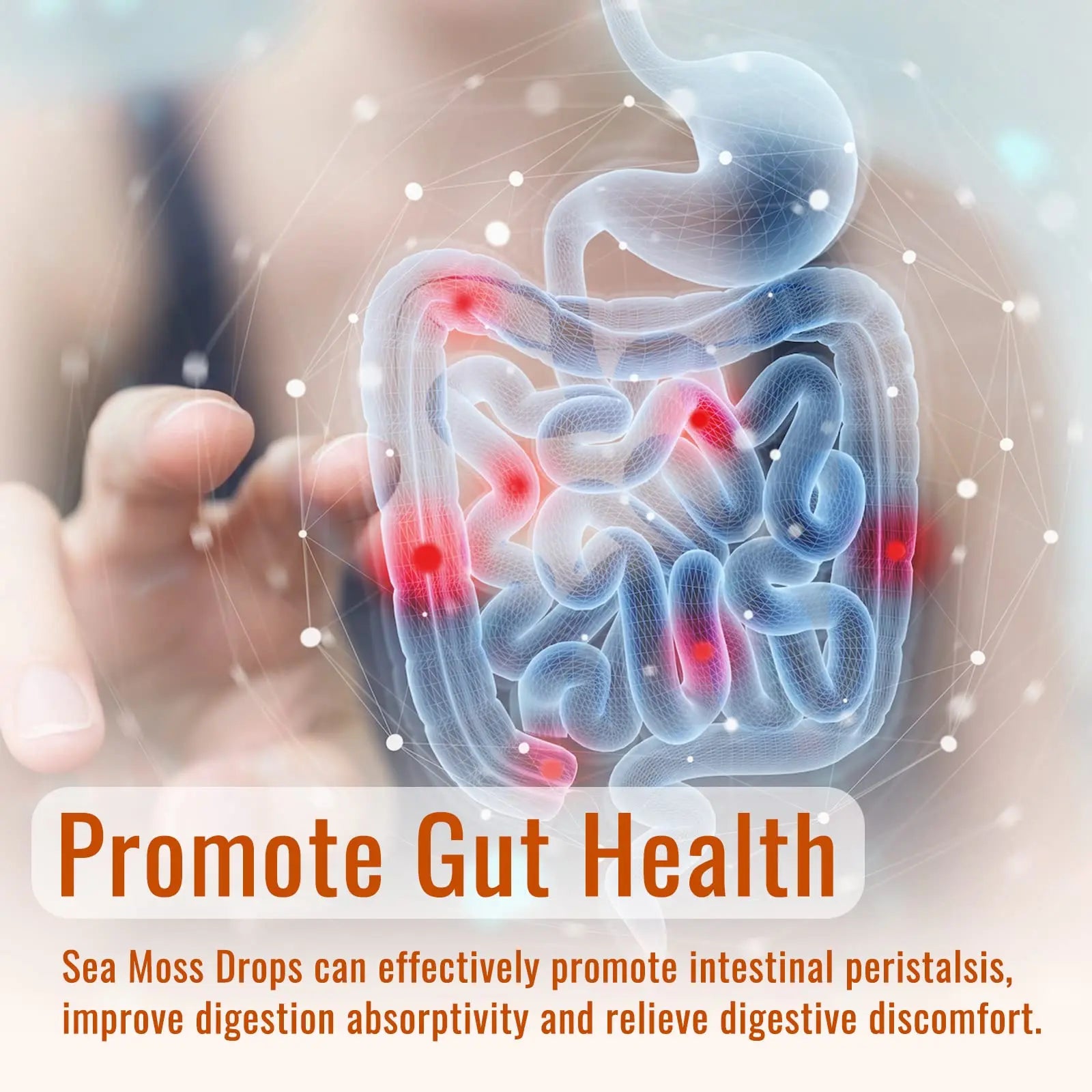 Sea Moss Liquid Drops: Organic Irish Sea Moss 2500mg with Turmeric, Bladderwrack dilib Au supplements