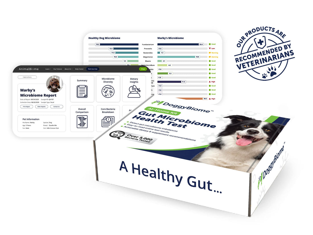 AnimalBiome Dog Gut Health Test – DoggyBiome At Home Stool Testing Kit, Canine Fecal Analysis for Digestive Issues, Diarrhea & Allergy Insights w/Personalized Report & Custom Plan (Dogs Outside US) AnimalBiome Au supplements