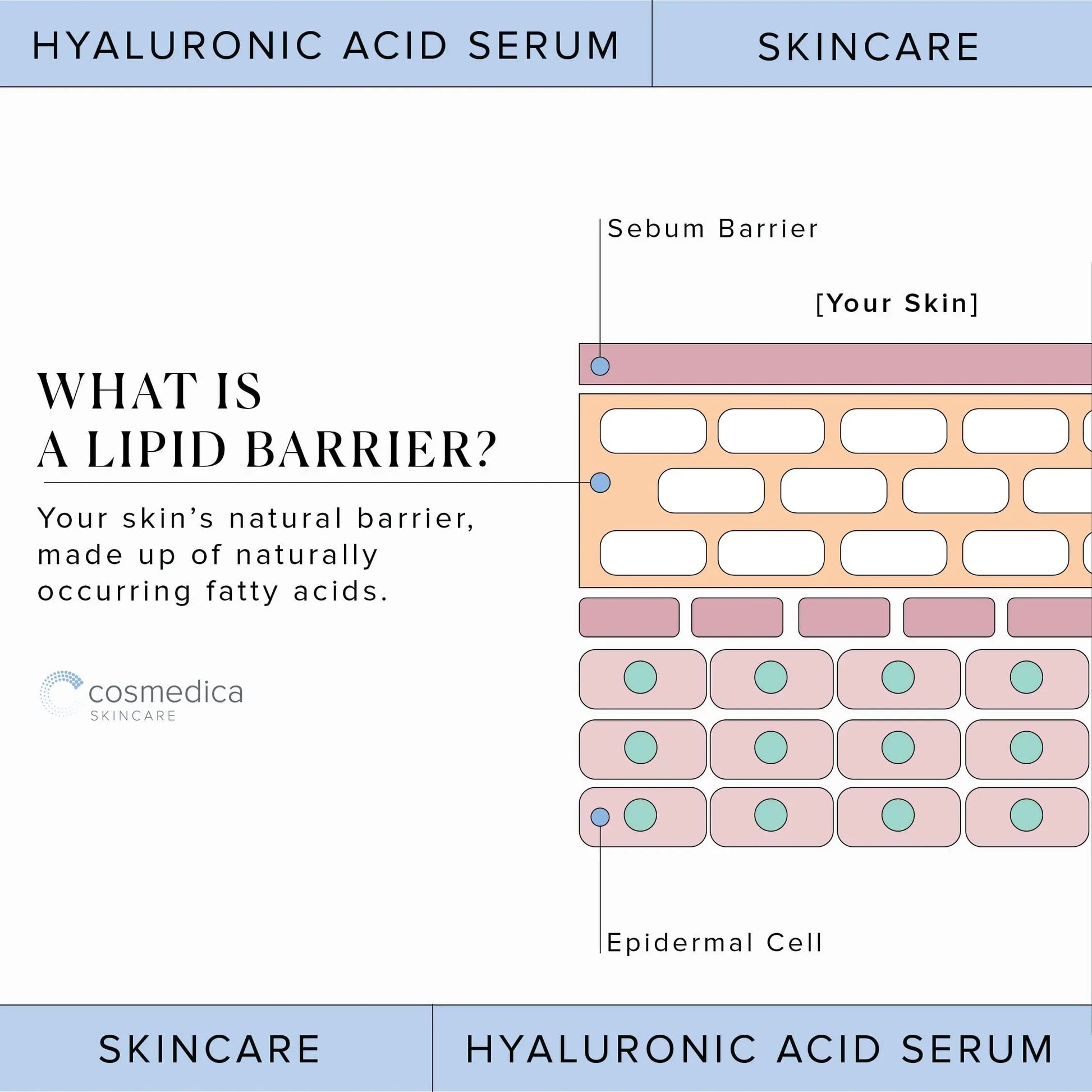 Hyaluronic Acid Serum for Skin 100% Pure Anti Aging Serum Intense Hydration Cosmedica Skincare Au supplements
