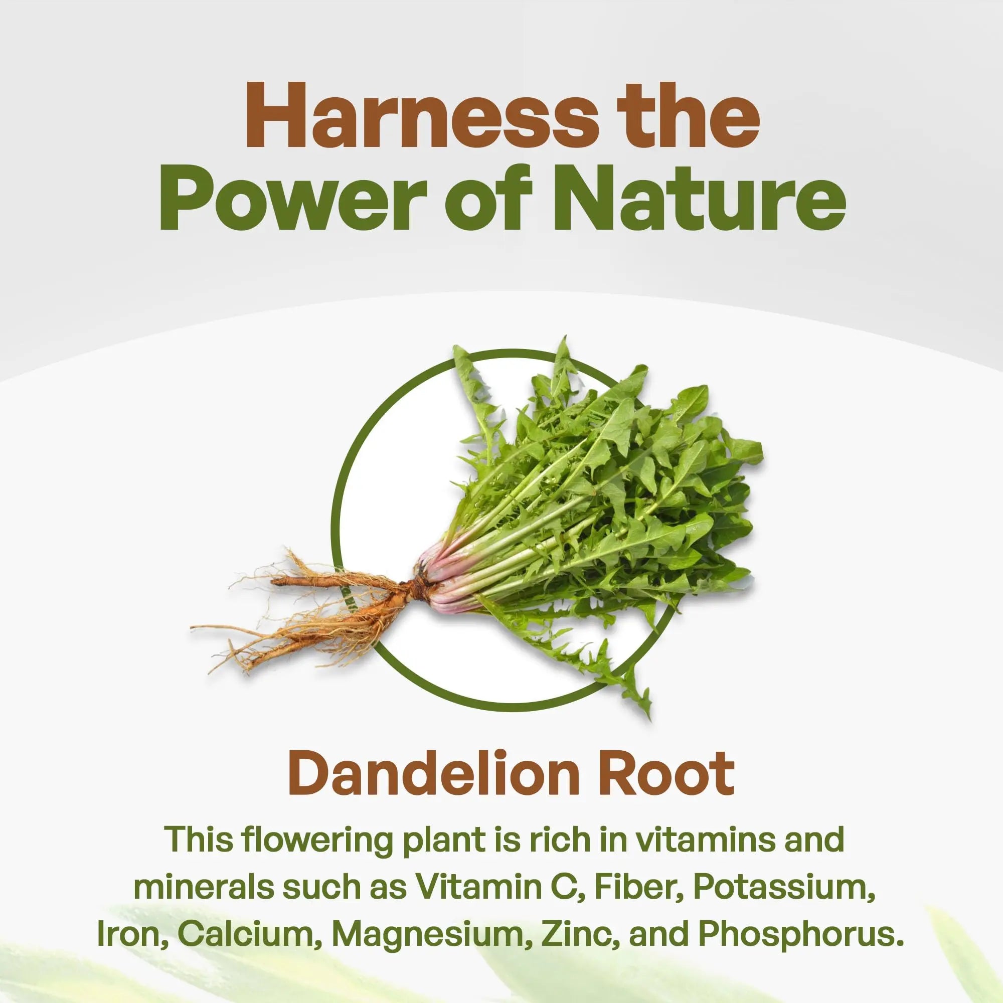 Go Nutra - Dandelion Root Powder, Potent 10:1 Dandelion Root Extract with 4% Flavonoids Go Nutra Au supplements