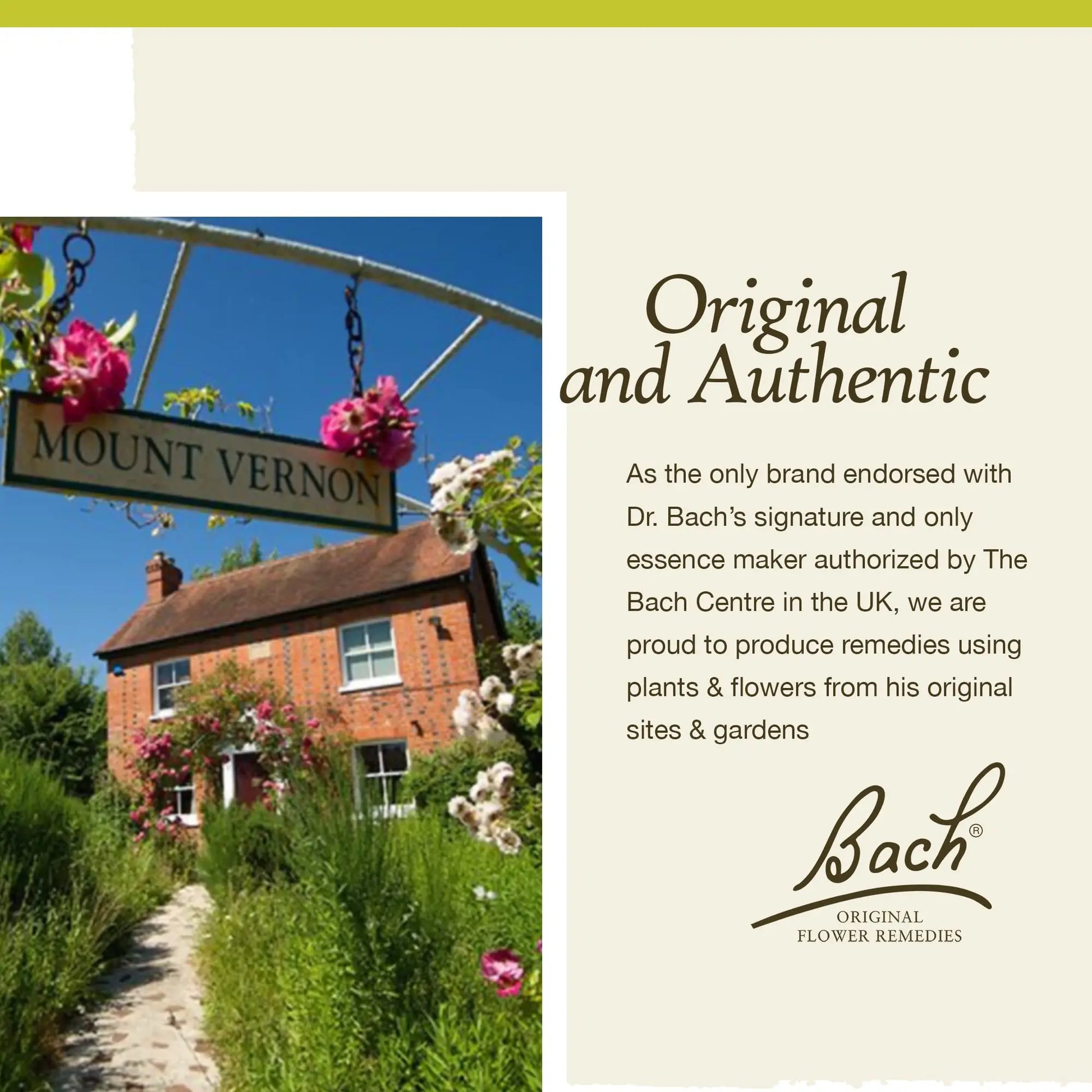 Bach Original Flower Remedies, Wild Rose for Enthusiasm (Non-Alcohol Formula), Natural Homeopathic Bach Au supplements