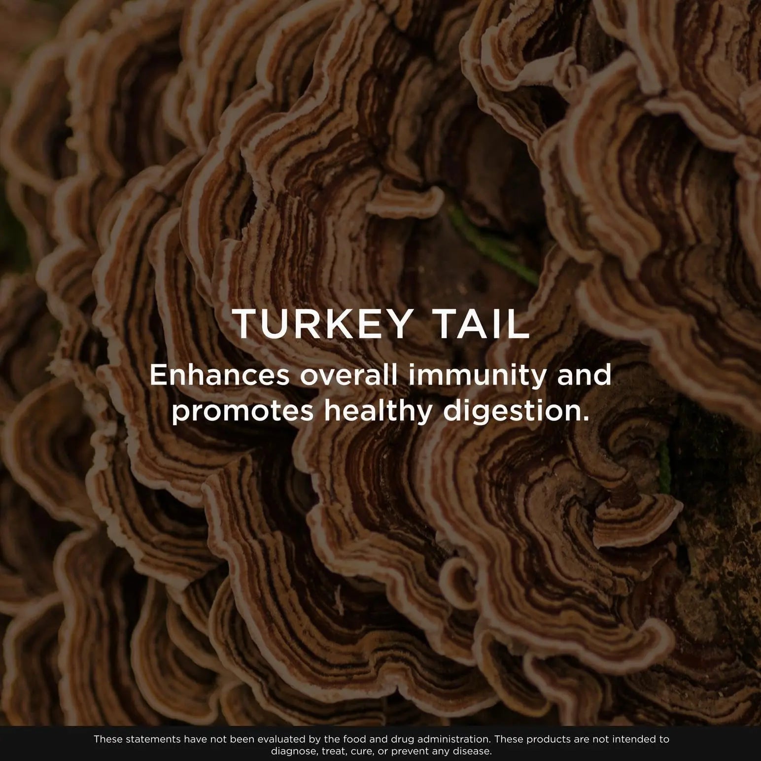 The Genius Brand Genius Turkey Tail - Plant-Based Supplement for Immune, Gut & Antioxidant Support - Organic & Non-GMO - 120 Veggie Capsules The Genius Brand Au supplements