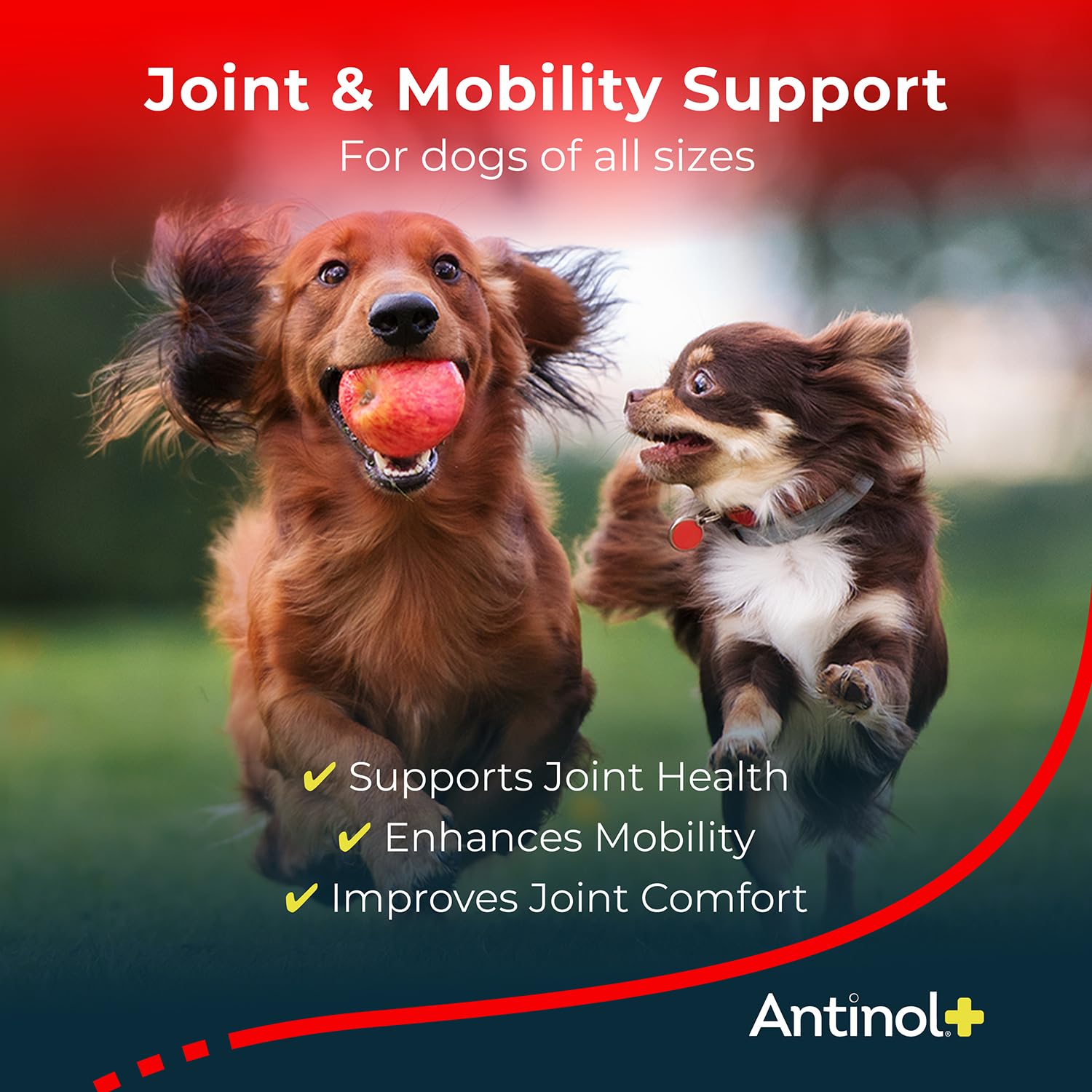 Antinol Plus, Mobility, Hip, and Joint Supplement for Dogs, Green-Lipped Mussels and Krill Oil - Dog Joint Supplement, Better and Faster Than Glucosamine and Chondroitin, 120 Soft Gels Antinol Au supplements