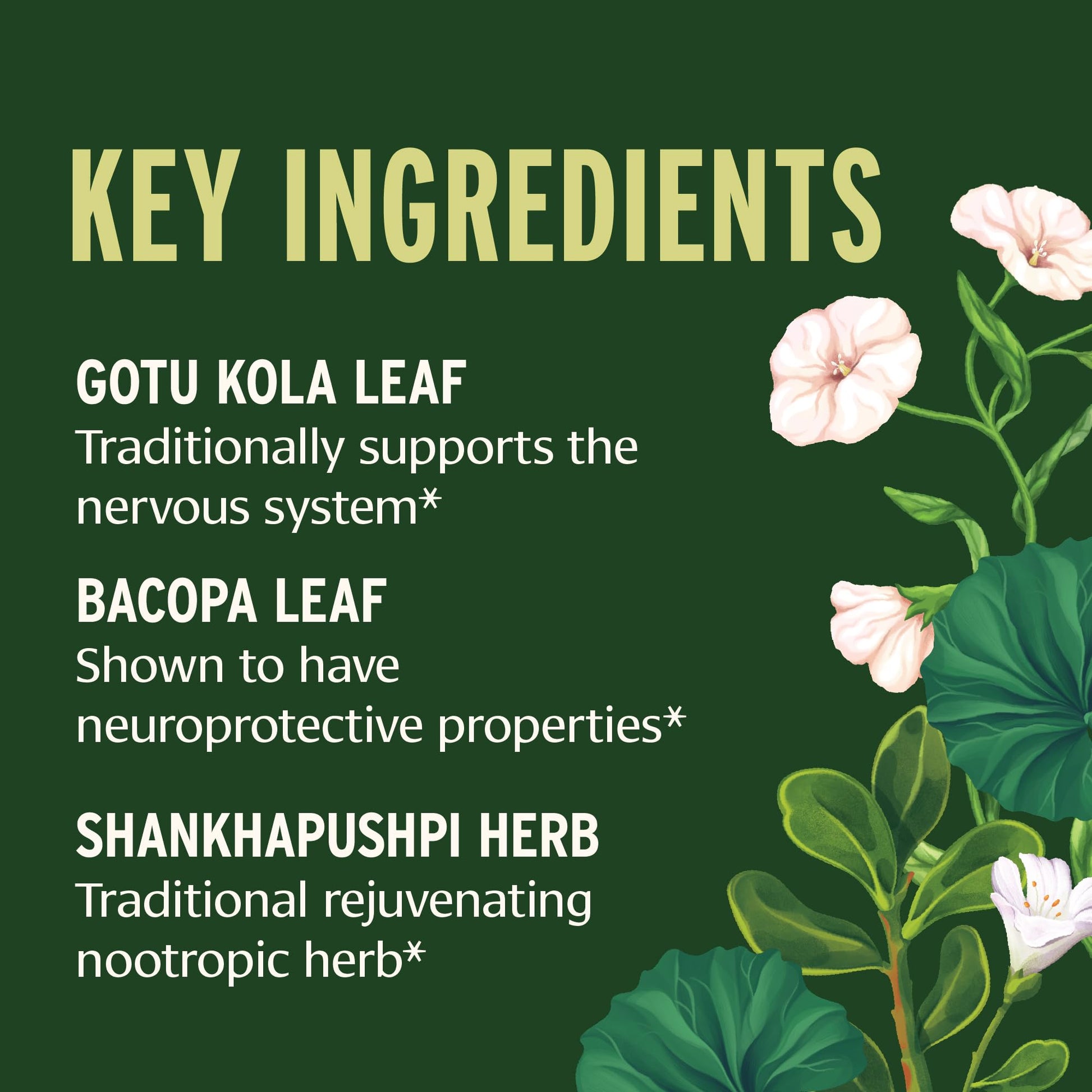 Banyan Botanicals Focus Liquid Extract – Organic Focus Supplement – Liquid Extract in Non-Alcoholic Glycerin – Nootropic Herbs for Fast-Acting Support* – 1 oz. – Non-GMO Sustainably Sourced Vegan Banyan Botanicals Au supplements