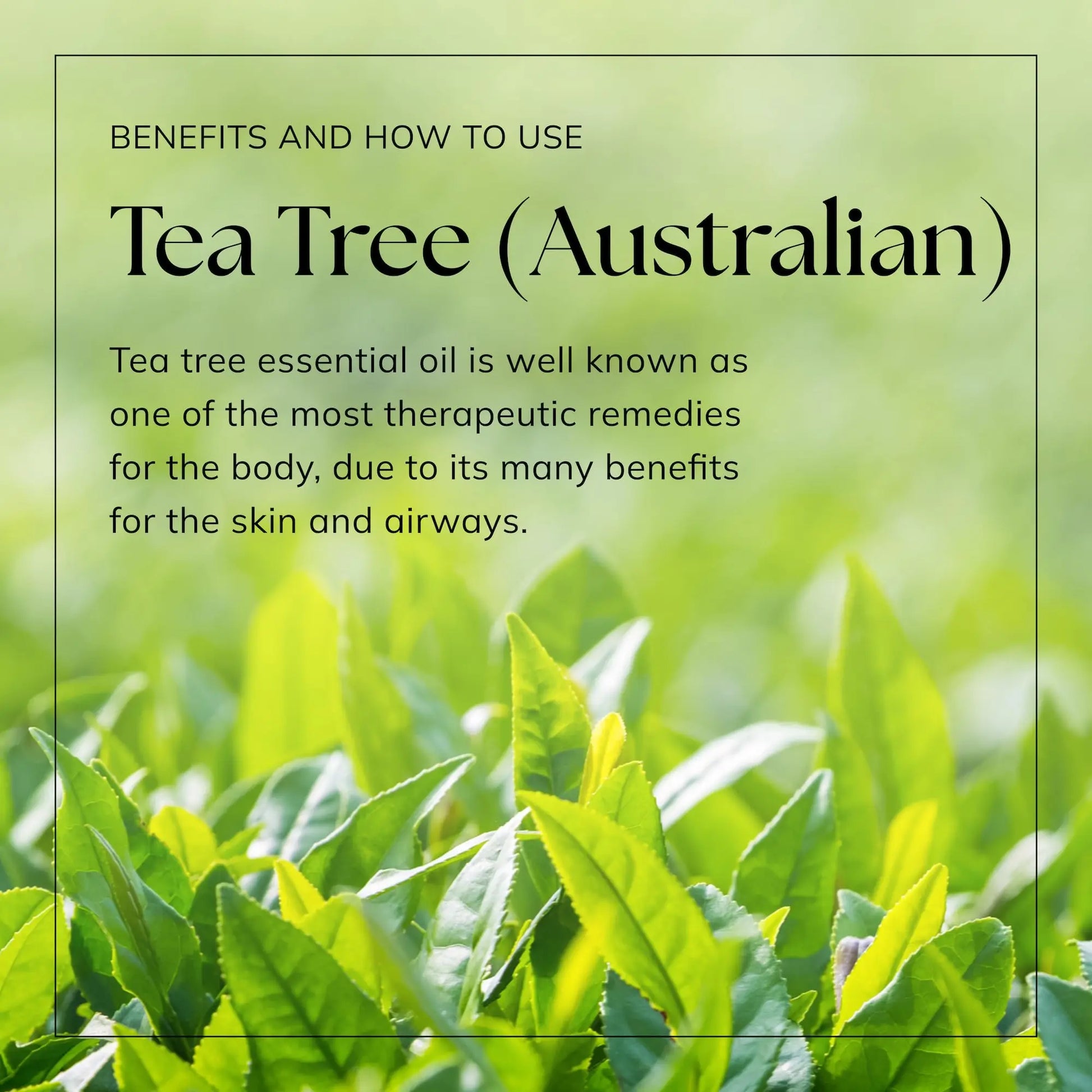 Nikura Pure Australian Tea Tree Essential Oil for Skin, Nail Fungus, Face, Hair, Acne nikura Au supplements
