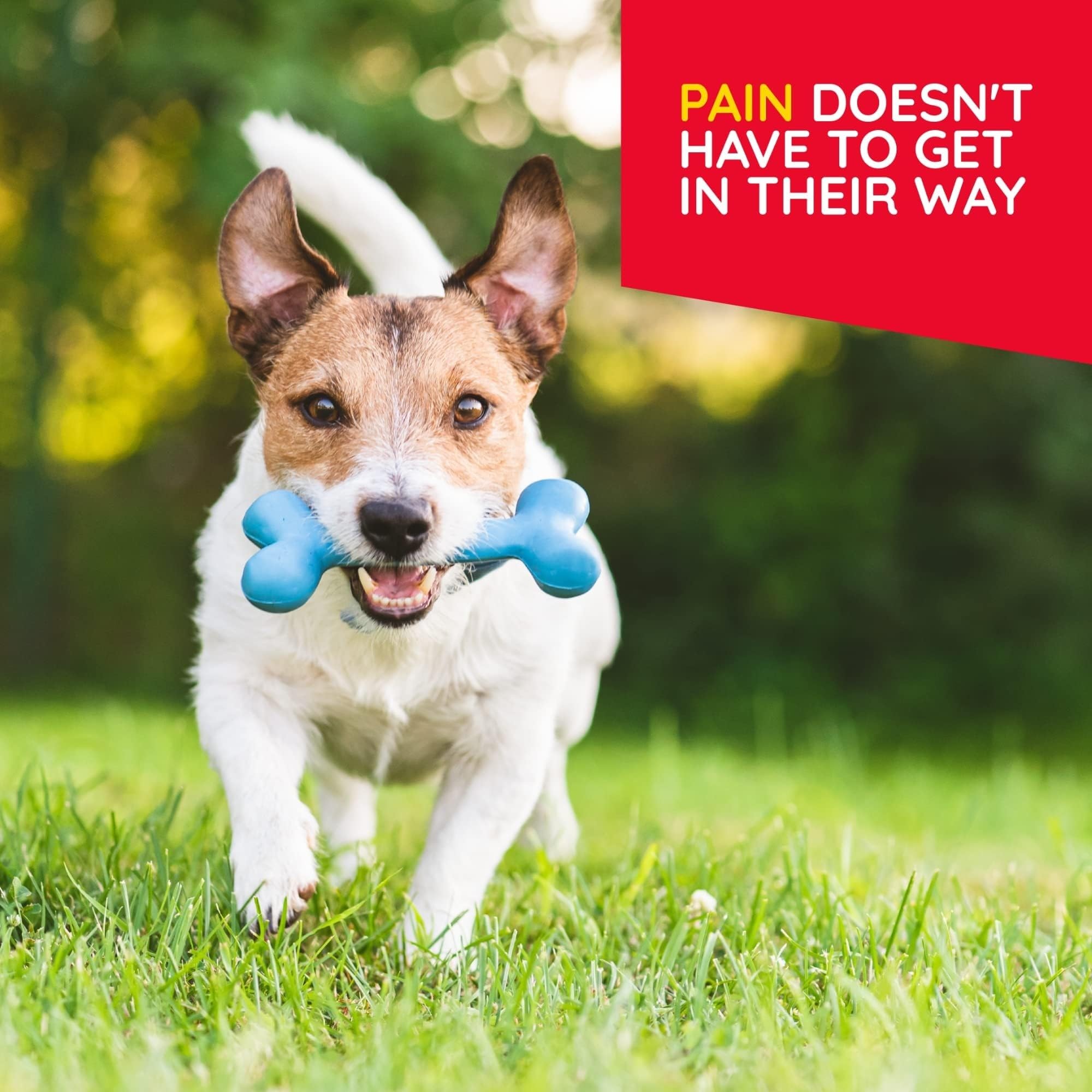 MediNatura Plant-Powered Pet Pain Relief Bundle T-Relief Pet Pain Tablets (90) + T-Relief Pet Arthritis (90) 12 Plant-Based Homeopathic Pain Relievers with Arnica - Support for Muscles, Joints + HIPS MediNatura Au supplements