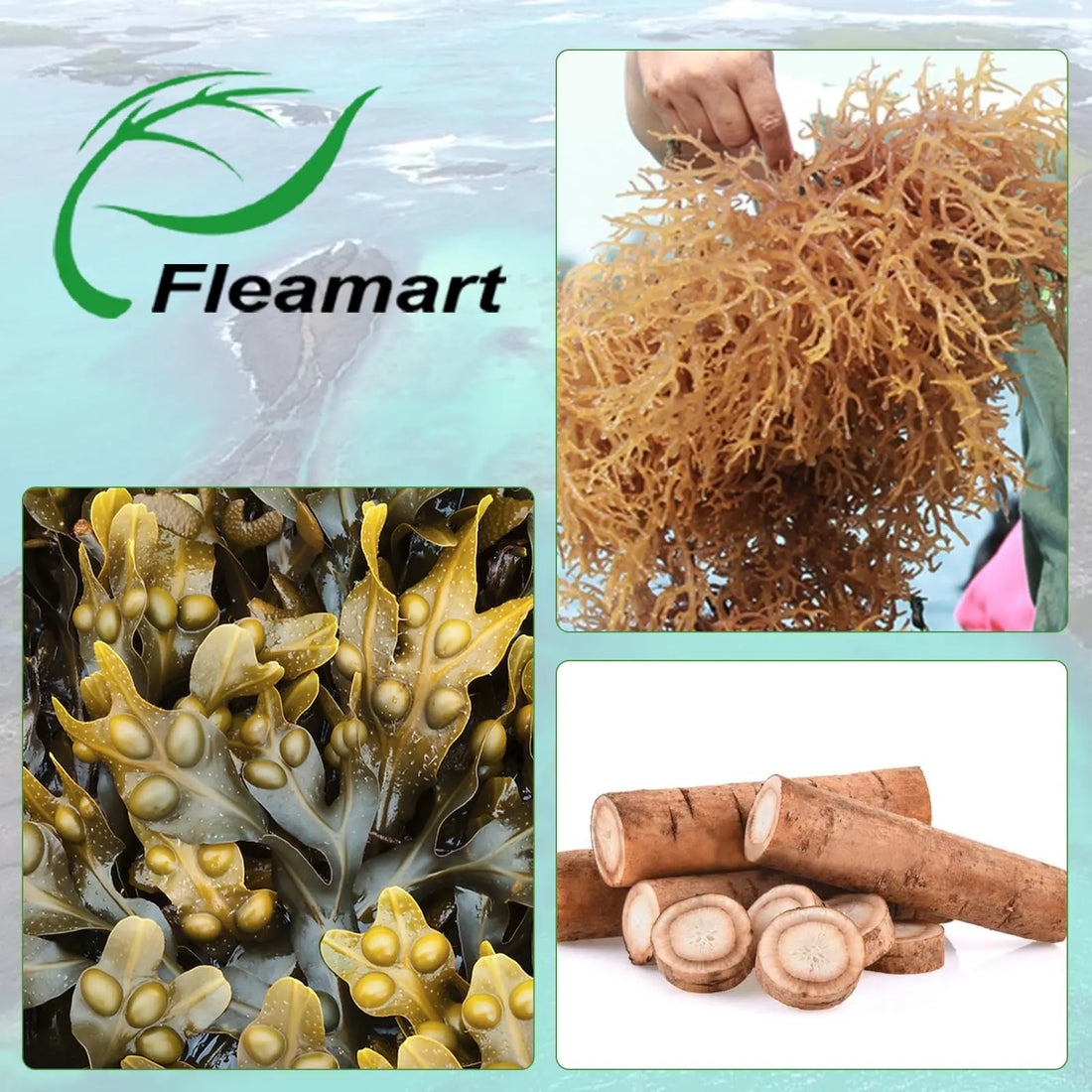 Fleamart Irish Sea Moss Capsules 120ct Raw Organic Sea Moss Wildcrafted Bladderwrack Fleamart Au supplements