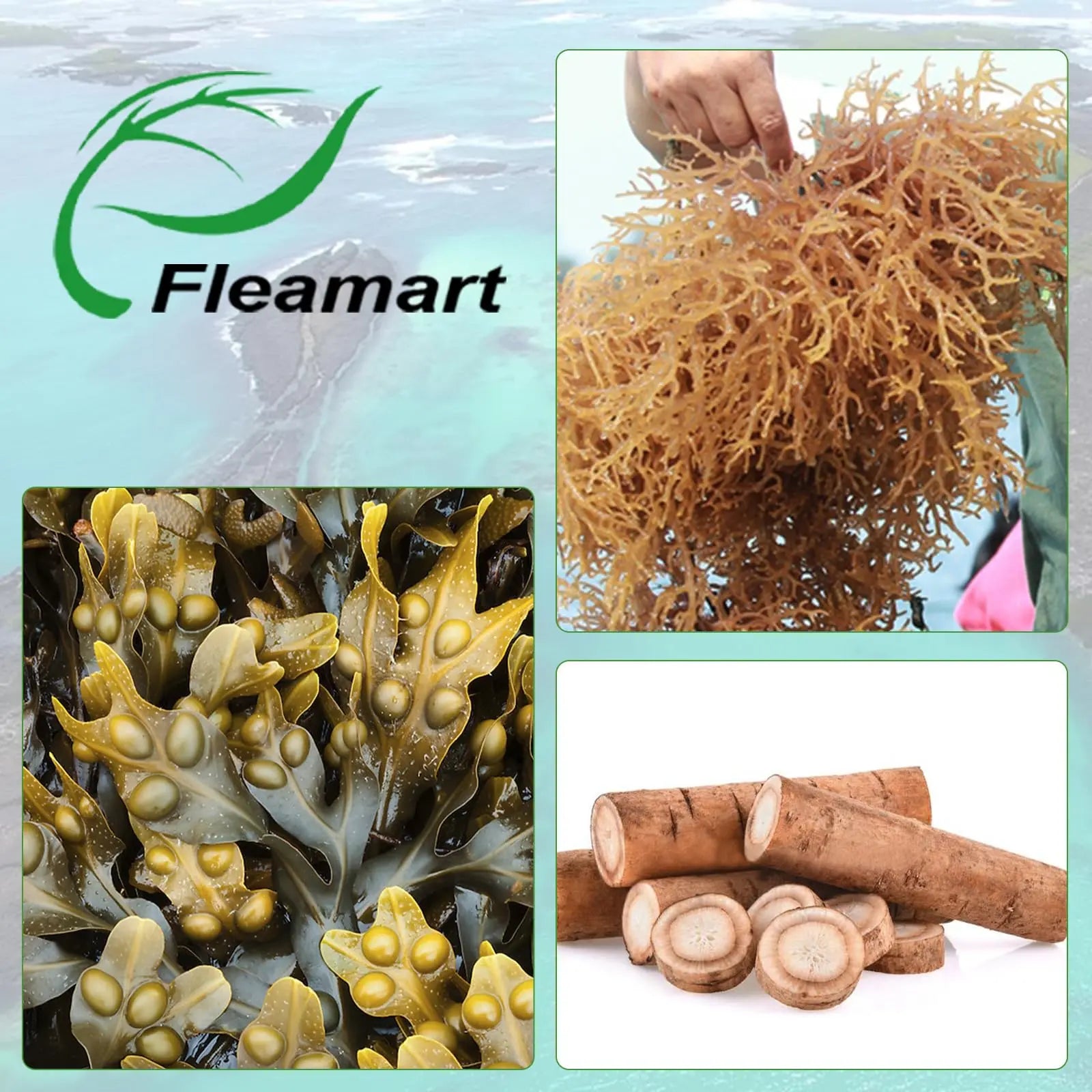 Fleamart Irish Sea Moss Capsules 120ct Raw Organic Sea Moss Wildcrafted Bladderwrack Fleamart Au supplements