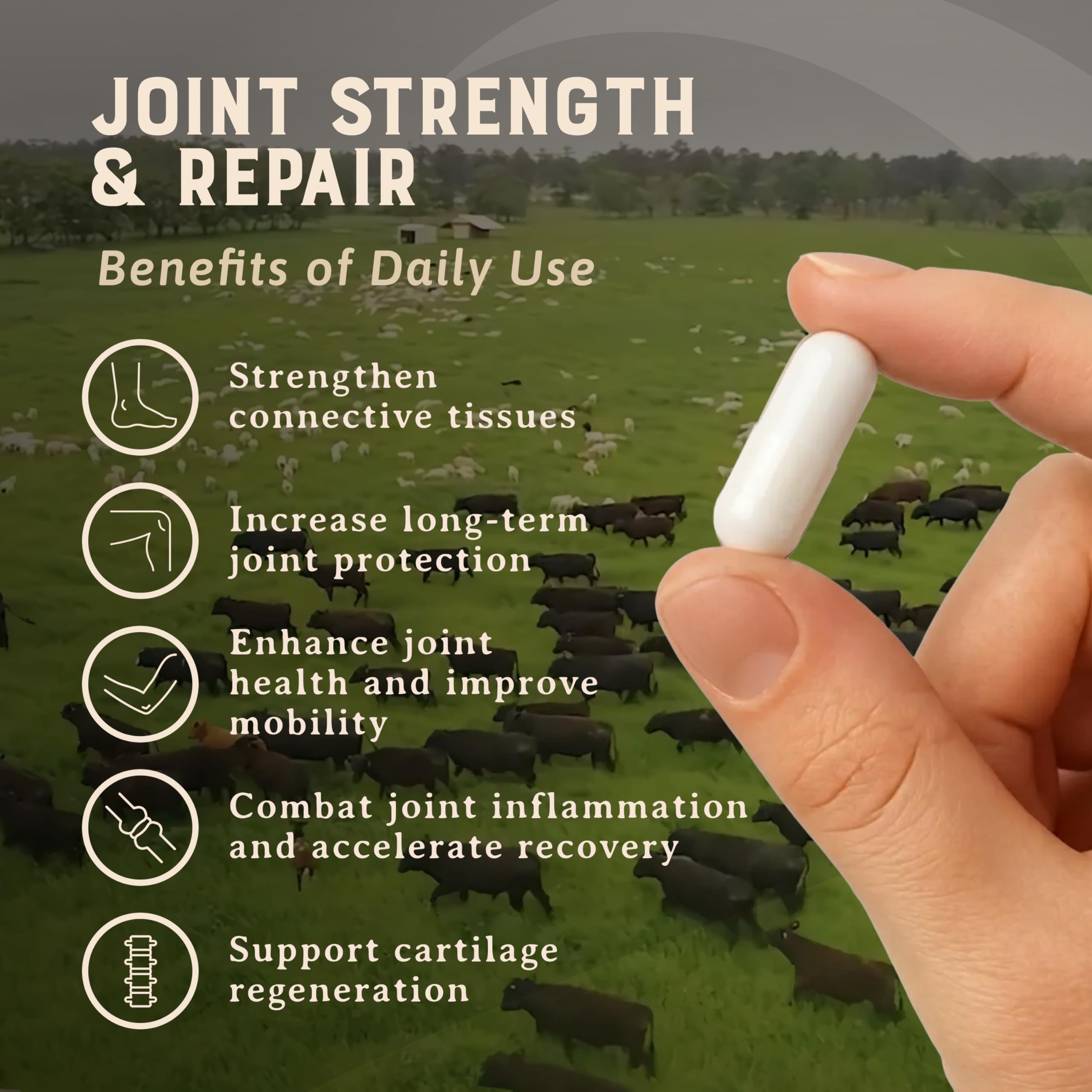 Heart & Soil 100% Grass Fed & Finished Joint Support Supplement from Regenerative Cattle with Trachea, Scapula & Bone Marrow – Supports Joint Strength & Mobility – 3000mg – Glass Bottle – 180 Capsules HEART & SOIL Au supplements