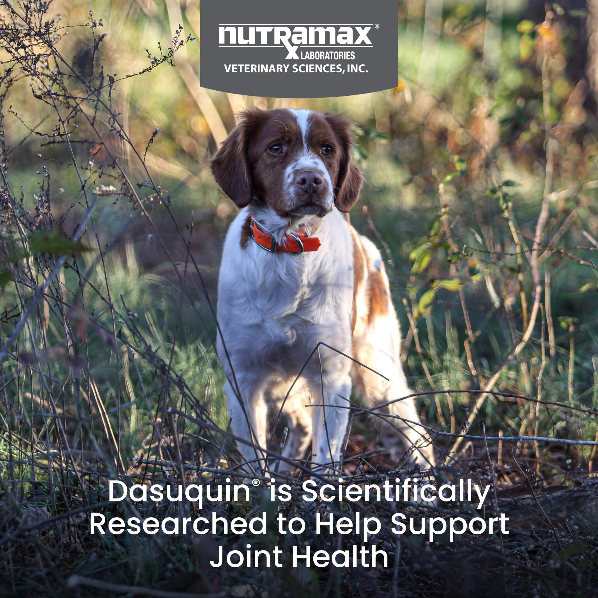 Nutramax Dasuquin for Small to Medium Dogs, Joint Health Supplement, Contains Glucosamine for Dogs, Plus Chondroitin, ASU, MSM and More, Supports Healthy Joints, Chewable Tablets, 150 Count Nutramax Laboratories Au supplements