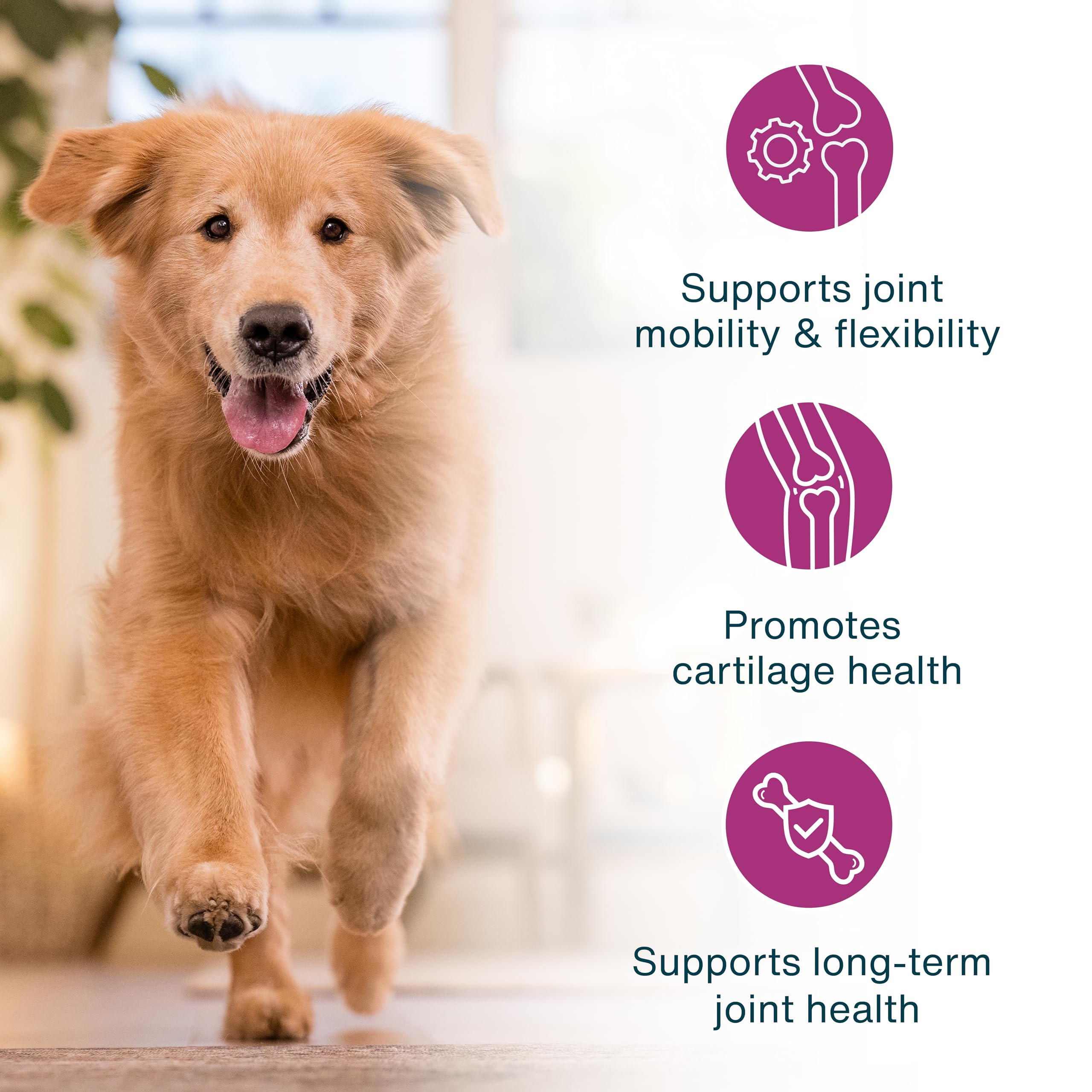 JustFoodForDogs JustFresh Boosts Hip & Joint Support Dog Food Toppers with Glucosamine to Support Hip Mobility & Joint Flexibility, Human-Grade Fresh Pet Meal Booster, 8 oz Pouches - 8 Pack JustFoodForDogs Au supplements