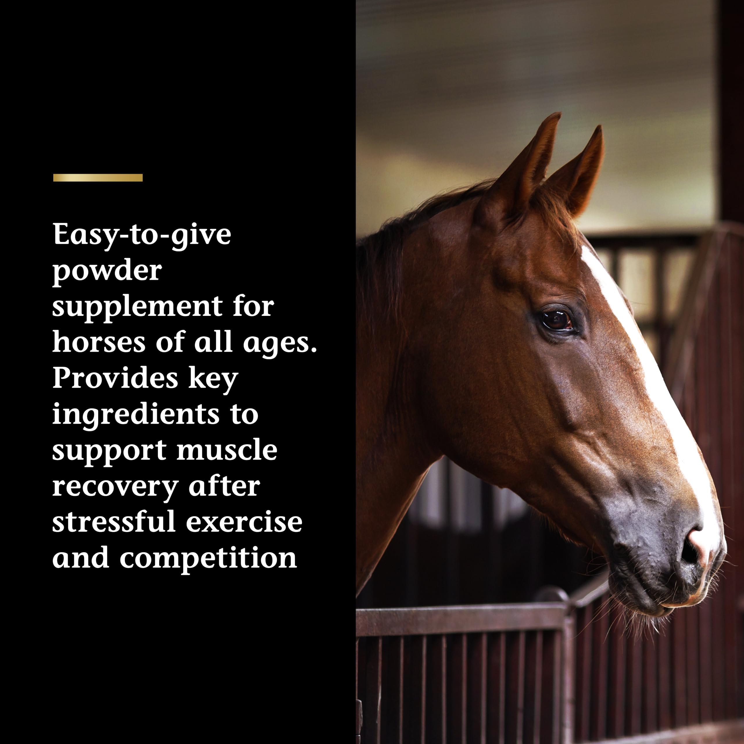 Vita Flex Pro Recovery by the Makers of Lactanase, Post Performance Horse Supplements 40 g, Show Safe Muscle Recovery Supplements, Amino Acids for Horses, Strength & Joint Health Vita Flex Au supplements