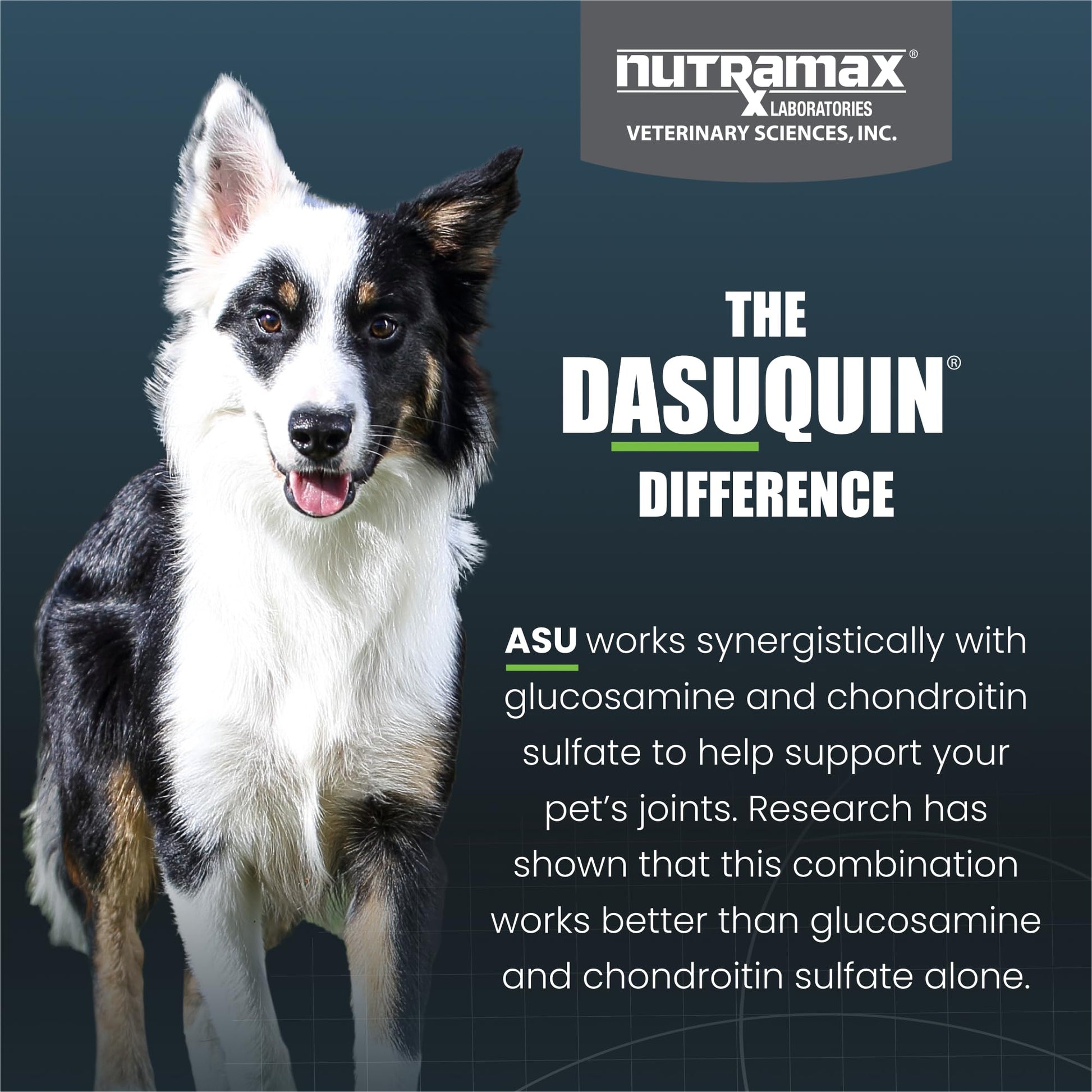 Nutramax Dasuquin for Small to Medium Dogs, Joint Health Supplement, Contains Glucosamine for Dogs, Plus Chondroitin, ASU and More, Supports Healthy Joints, Chewable Tablets, 150 Count Nutramax Laboratories Au supplements