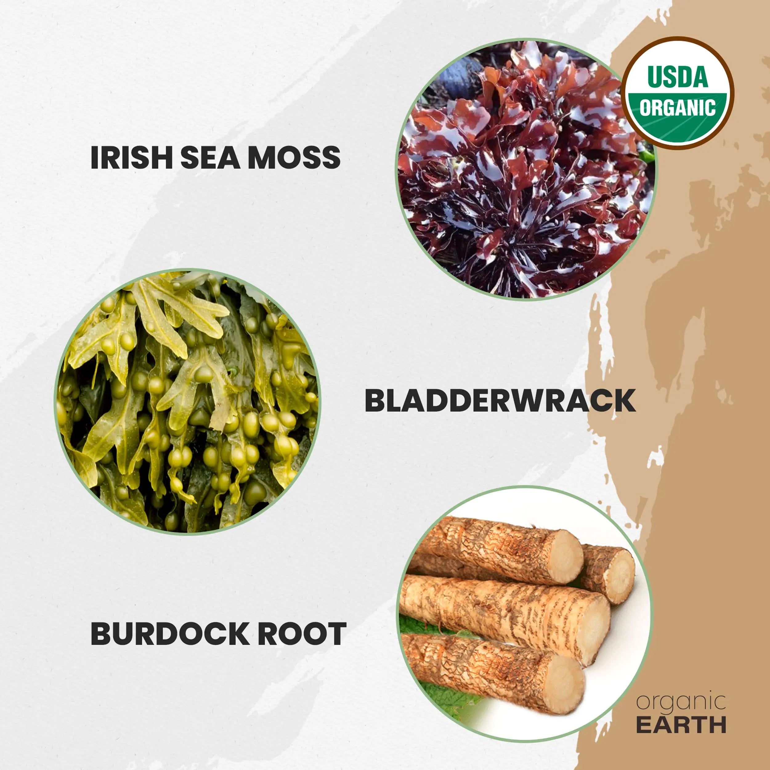 Organic Earth Irish Sea Moss Powder 8oz - Wildcrafted Sea Moss Organic with Bladderwrac Organic Earth Au supplements