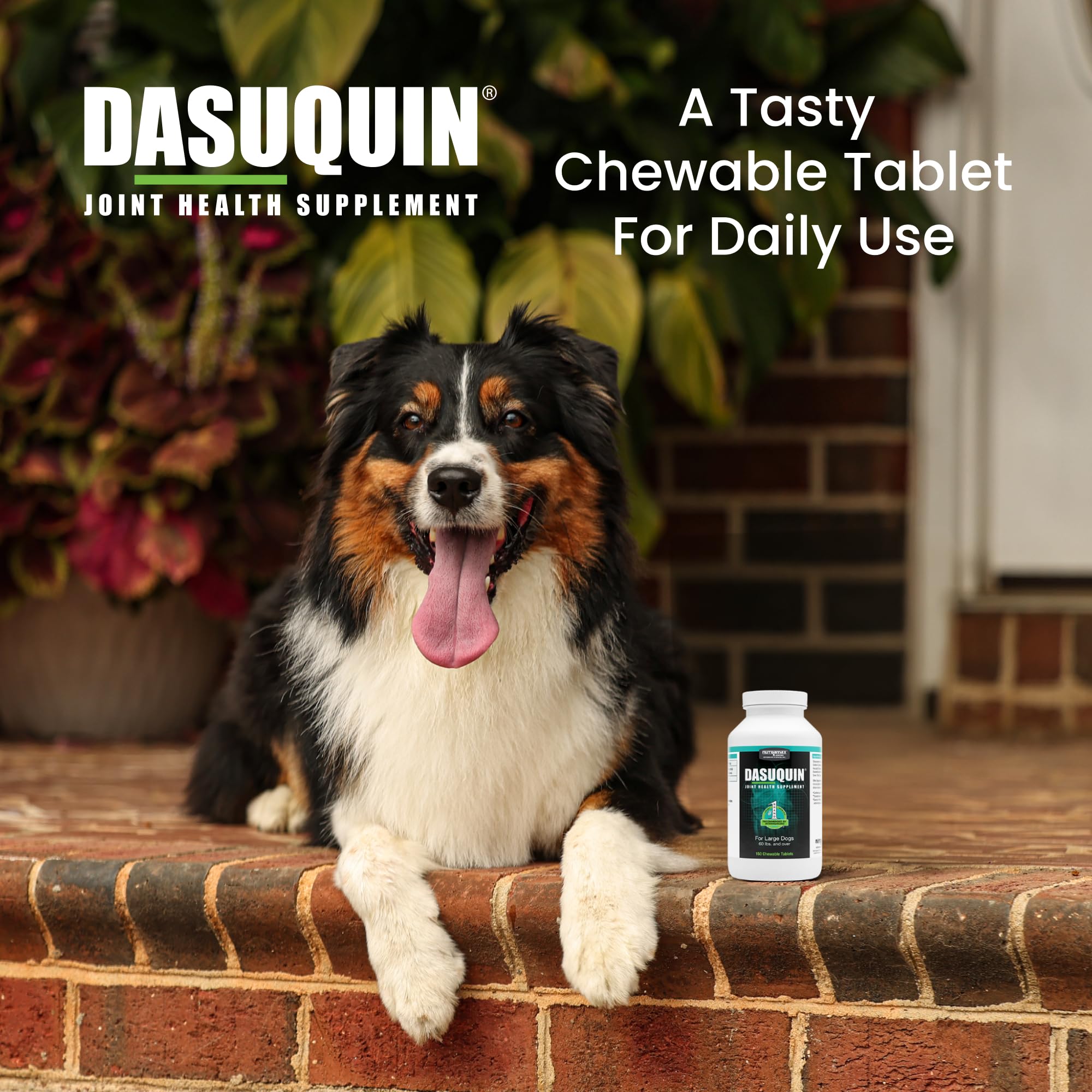 Nutramax Dasuquin for Large Dogs, Joint Health Supplement, Contains Glucosamine for Dogs, Plus Chondroitin, ASU and More, Supports Healthy Joints, Chewable Tablets, 150 Count Nutramax Laboratories Au supplements