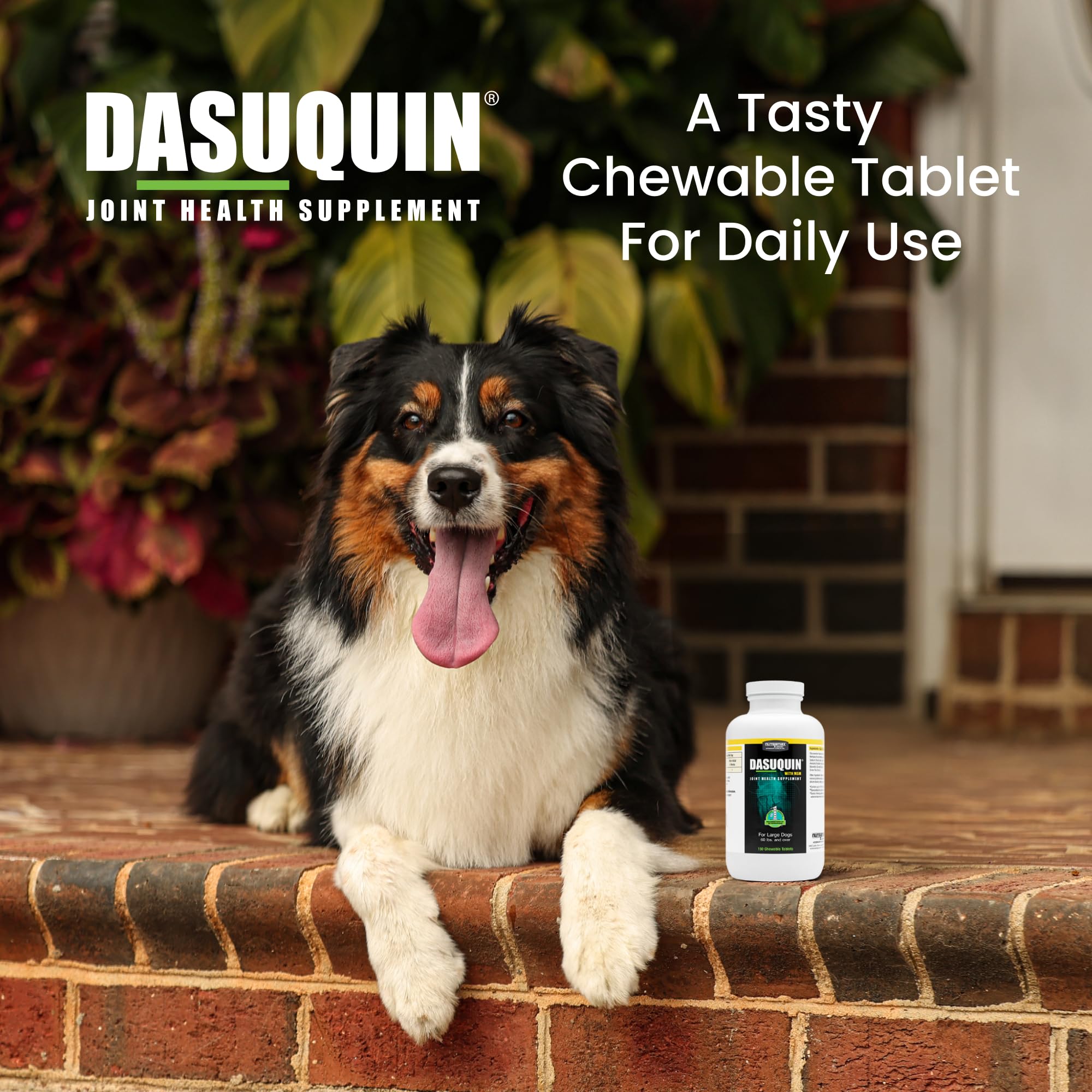 Nutramax Dasuquin for Large Dogs, Joint Health Supplement, Contains Glucosamine for Dogs, Plus Chondroitin, ASU, MSM and More, Supports Healthy Joints, Chewable Tablets, 150 Count Nutramax Laboratories Au supplements