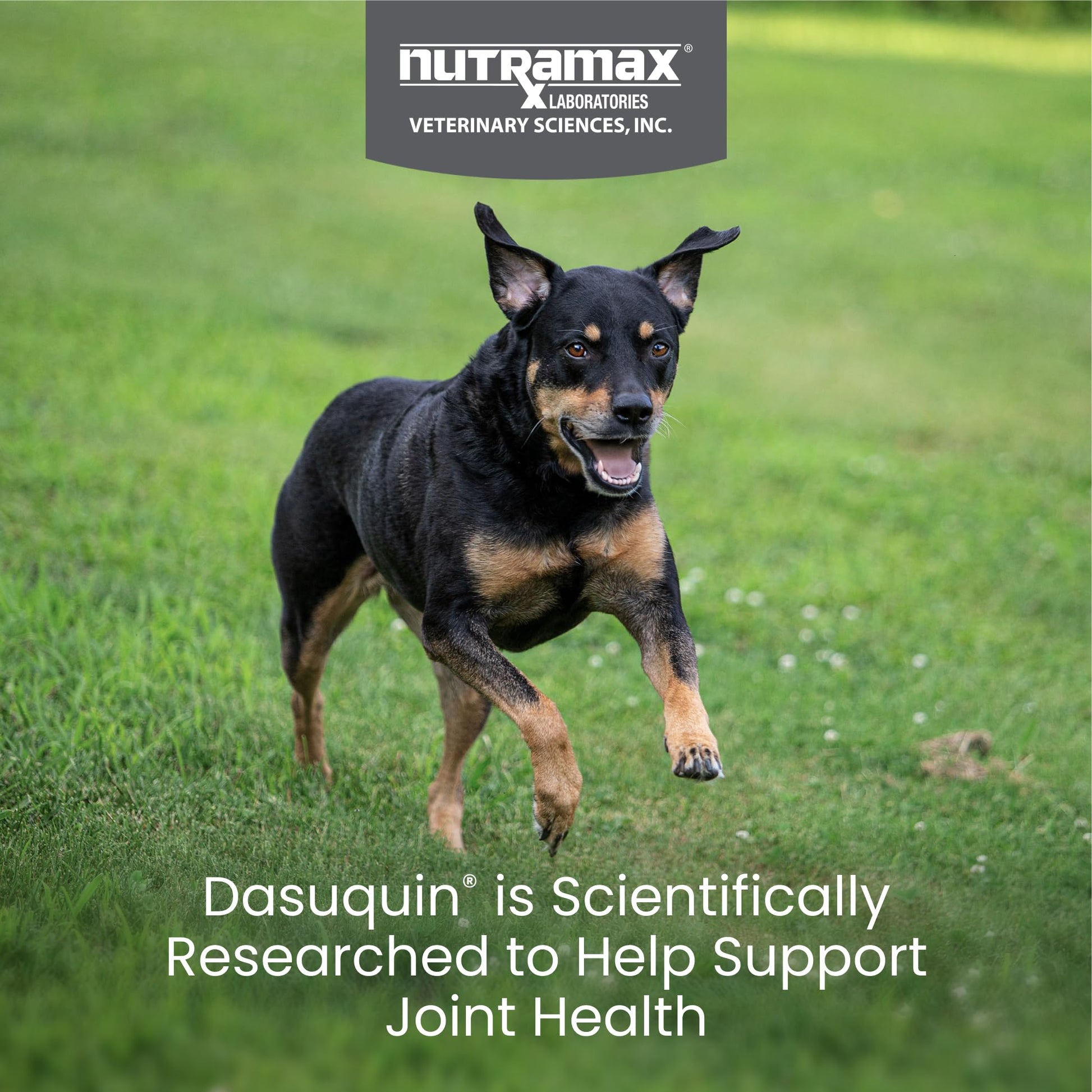 Nutramax Dasuquin for Small to Medium Dogs, Joint Health Supplement, Contains Glucosamine for Dogs, Plus Chondroitin, ASU and More, Supports Healthy Joints, Chewable Tablets, 150 Count Nutramax Laboratories Au supplements