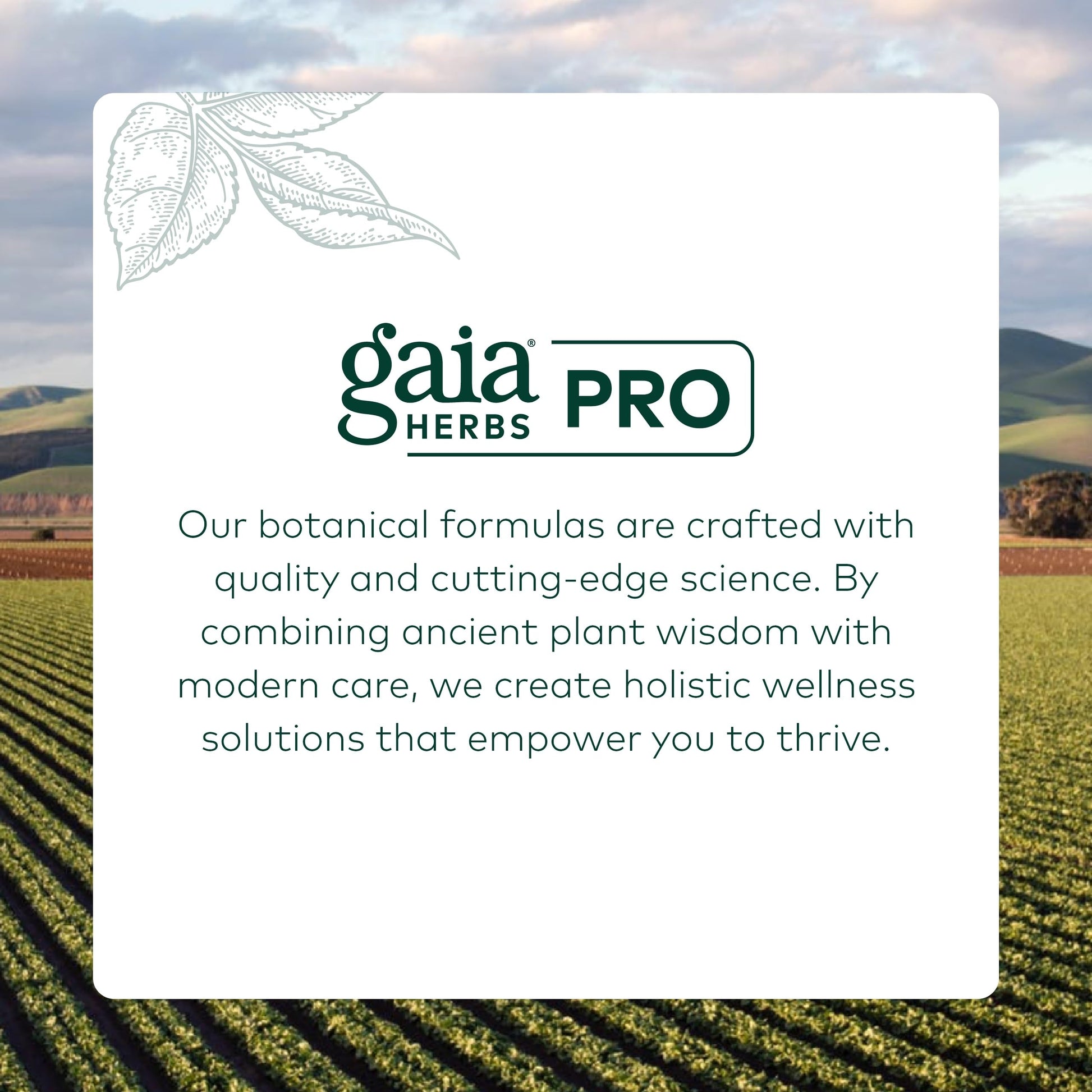 Gaia Herbs Pro Female Hormone Formula PM - Women's Health Supplement for Menopause & Sleep Support - Black Cohosh & St. John's Wort - Vegan, Soy-Free & Gluten-Free - 60 Liquid Phyto-Caps (30 Servings) Gaia Herbs PRO Au supplements