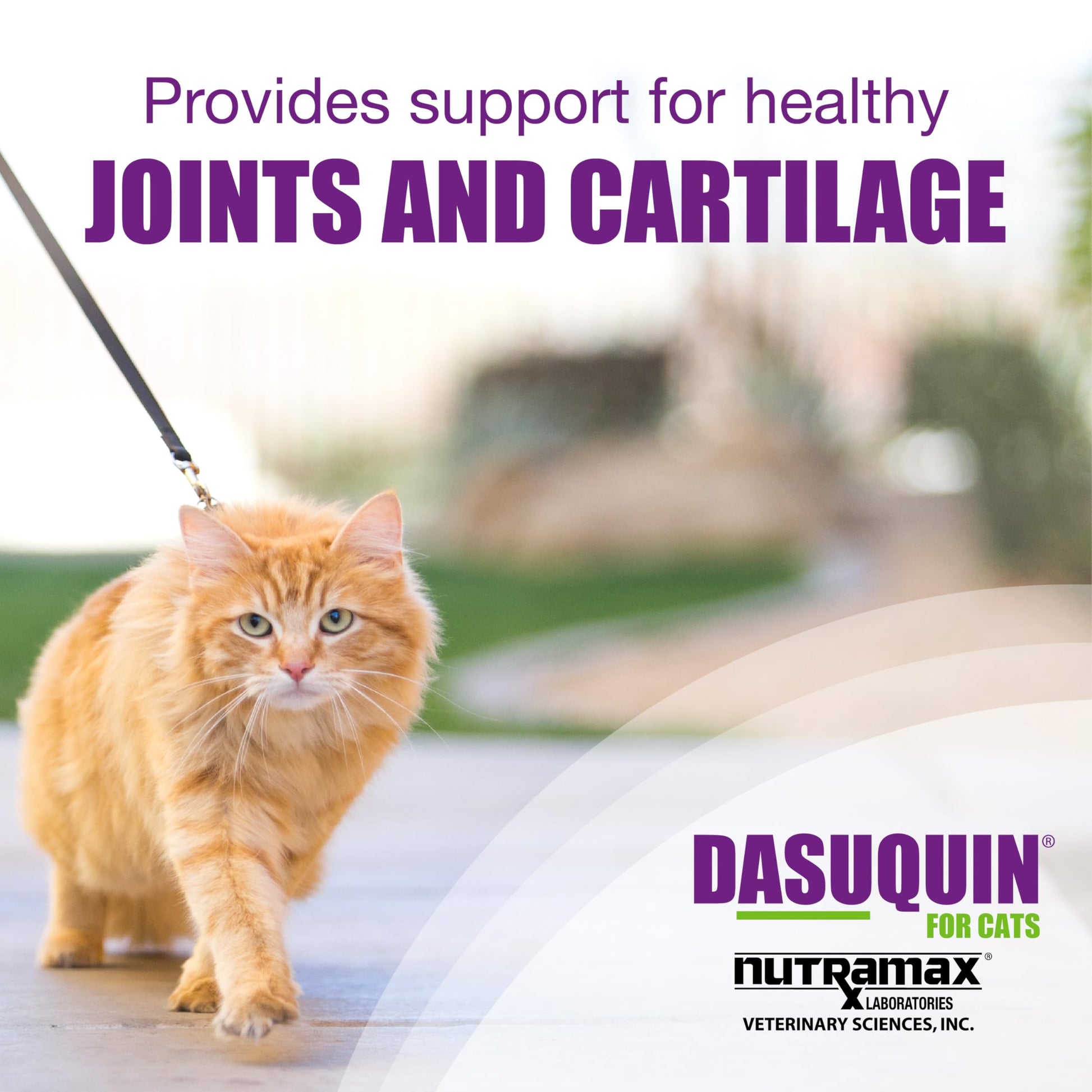 Nutramax Laboratories Dasuquin Joint Health Supplement for Cats - With Glucosamine, Chondroitin, ASU, Boswellia Serrata Extract, and Green Tea Extract, 84 Capsules Nutramax Laboratories Au supplements