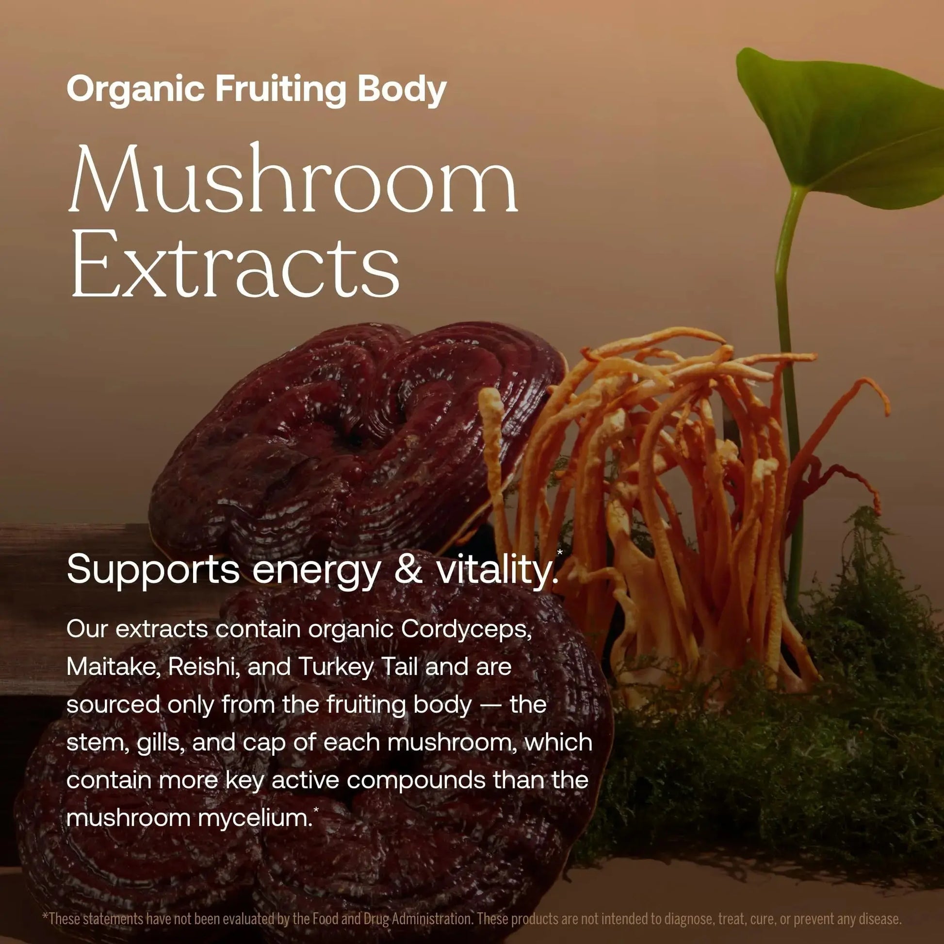 True Grace One Daily Women’s Multivitamin Fermented Minerals, Organic Adaptogens & Mushrooms Whole Body Balance, Immune, Energy, Beauty Support True Grace Au supplements