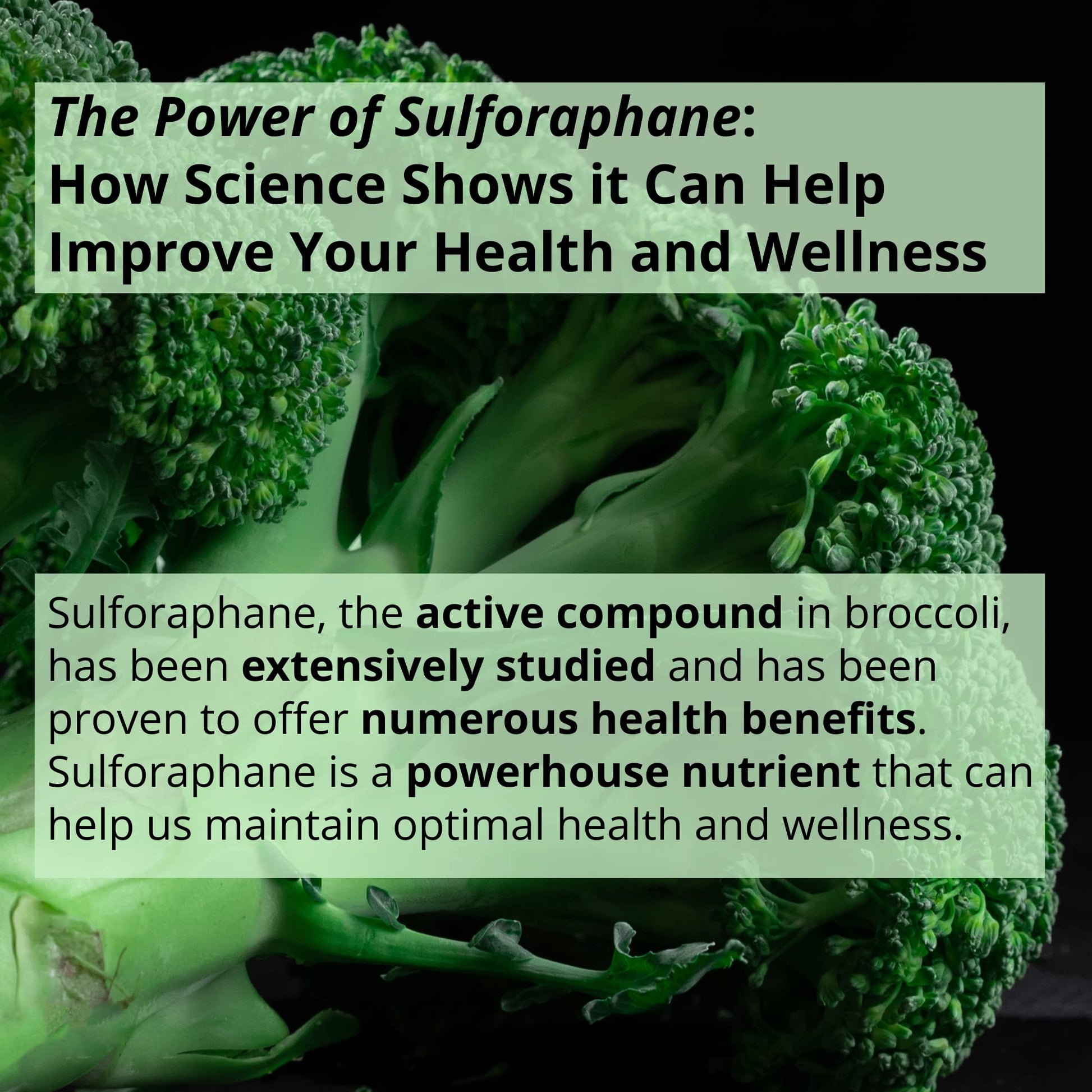 GIGANTIC Sulforaphane + Myrosinase 10mg (120 Capsules) - Includes Vitamin C GIGANTIC Au supplements