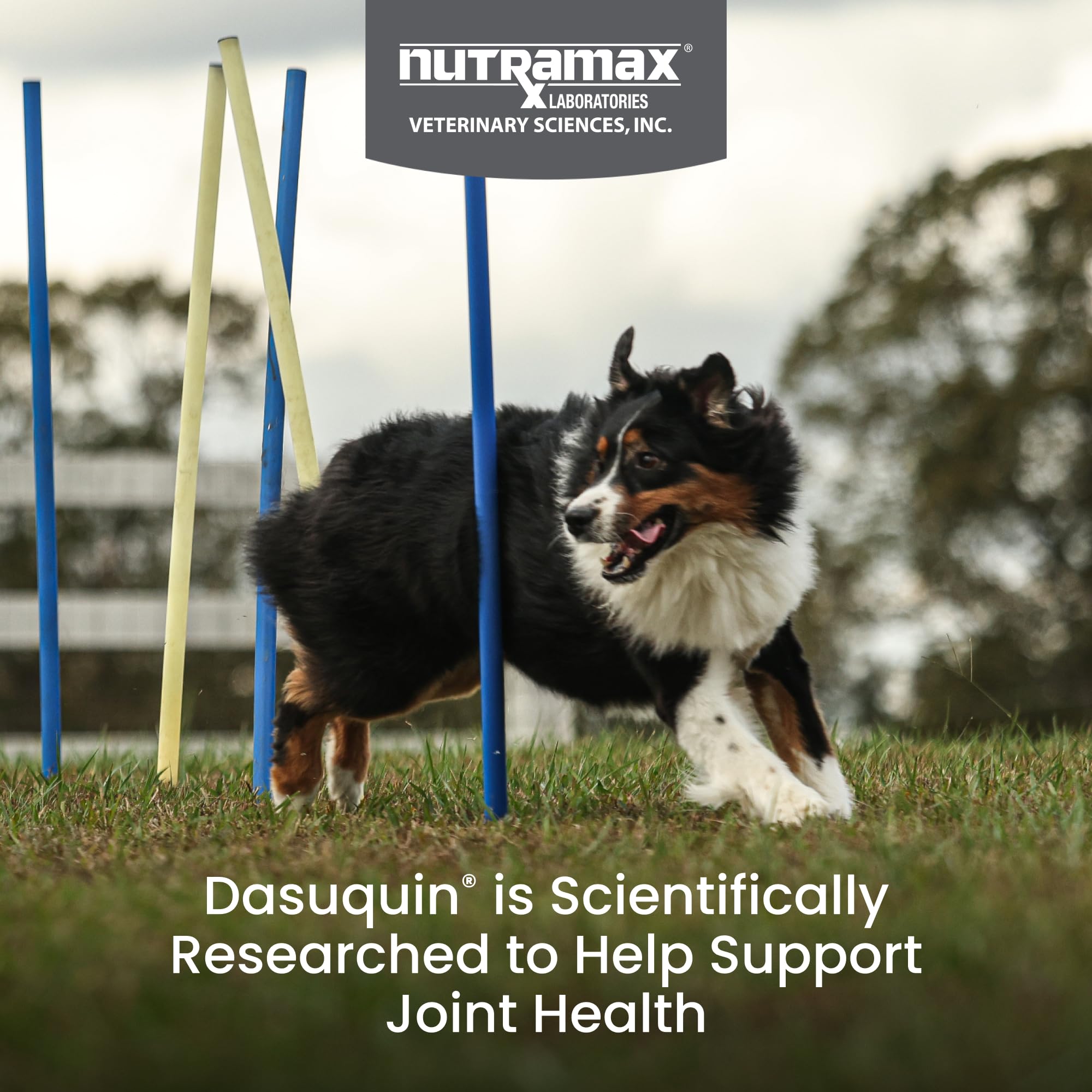 Nutramax Dasuquin for Large Dogs, Joint Health Supplement, Contains Glucosamine for Dogs, Plus Chondroitin, ASU, MSM and More, Supports Healthy Joints, Chewable Tablets, 150 Count Nutramax Laboratories Au supplements