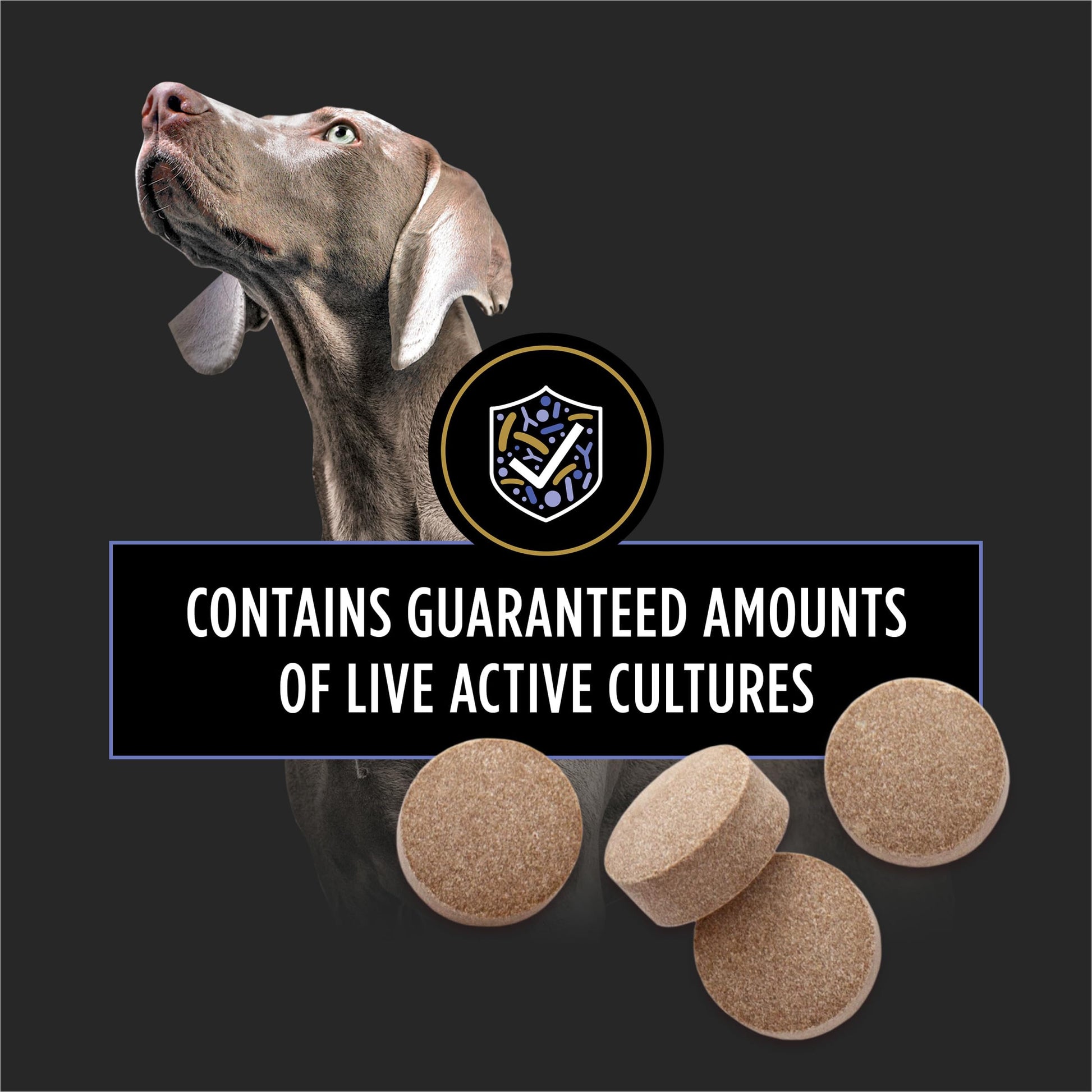 Purina Pro Plan Veterinary Supplements FortiFlora Daily Probiotics for Dogs Chewable Tablets for Digestive Gut Health and Diarrhea - 90 ct. Canister Pro Plan Veterinary Diets Au supplements