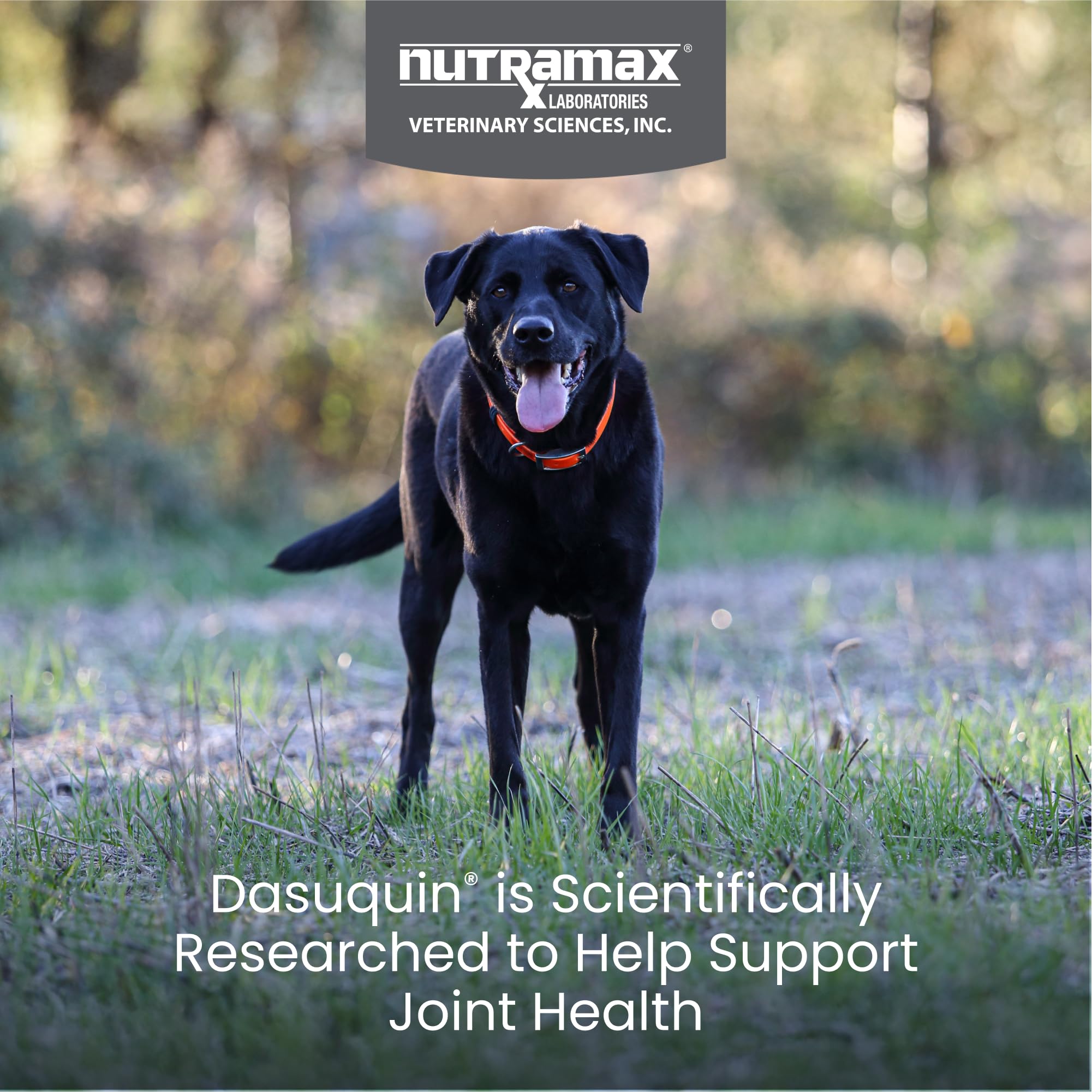 Nutramax Dasuquin for Large Dogs, Joint Health Supplement, Contains Glucosamine for Dogs, Plus Chondroitin, ASU and More, Supports Healthy Joints, Soft Chews, 84 Count Nutramax Laboratories Au supplements
