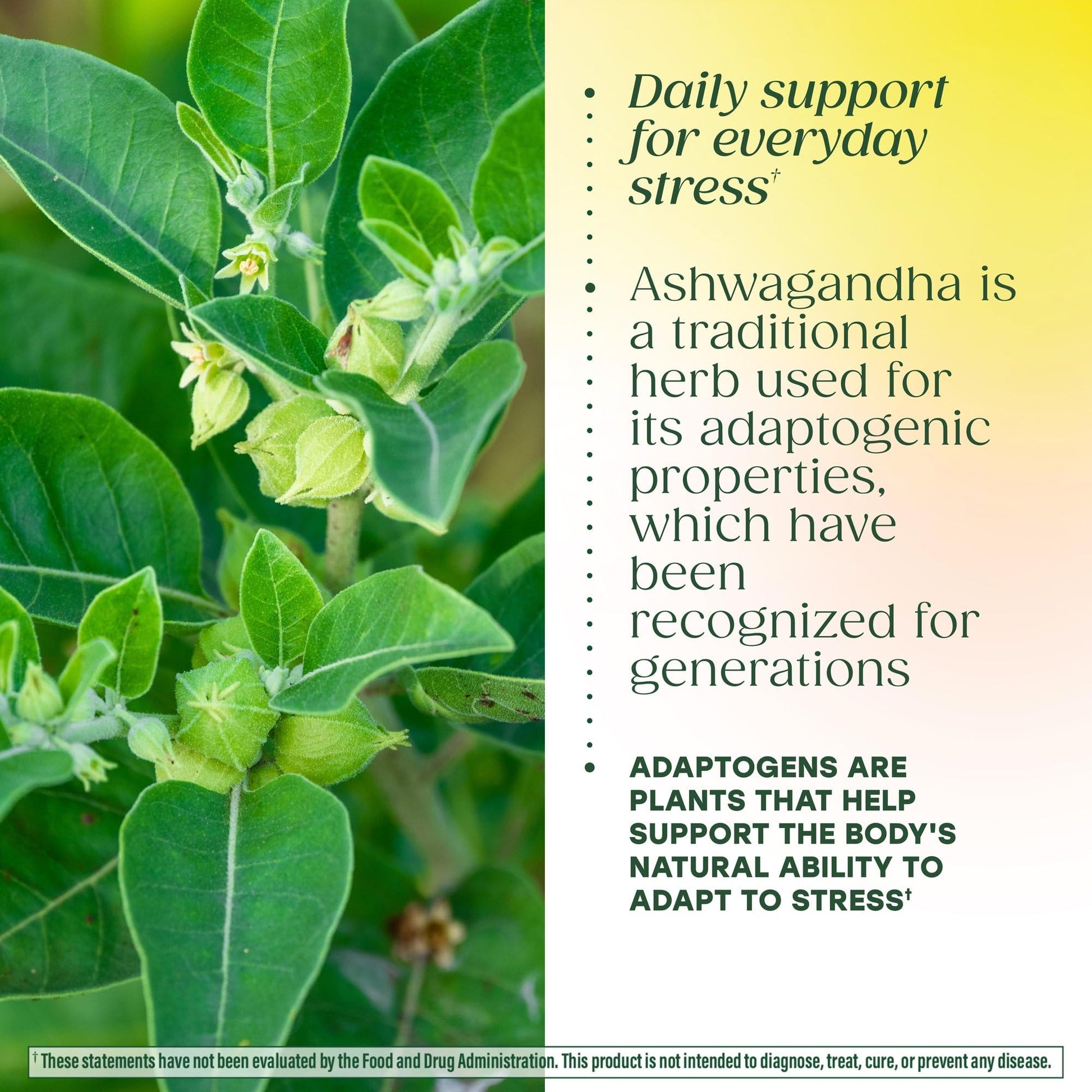 MegaFood Ashwagandha Complex (Formerly Stress Protect) - Ashwagandha Supplements Astragalus Root & Holy Basil - Vegetarian, Gluten Free, Cortisol Supplement - 60 Mini Tablets, 30 Servings MegaFood Au supplements