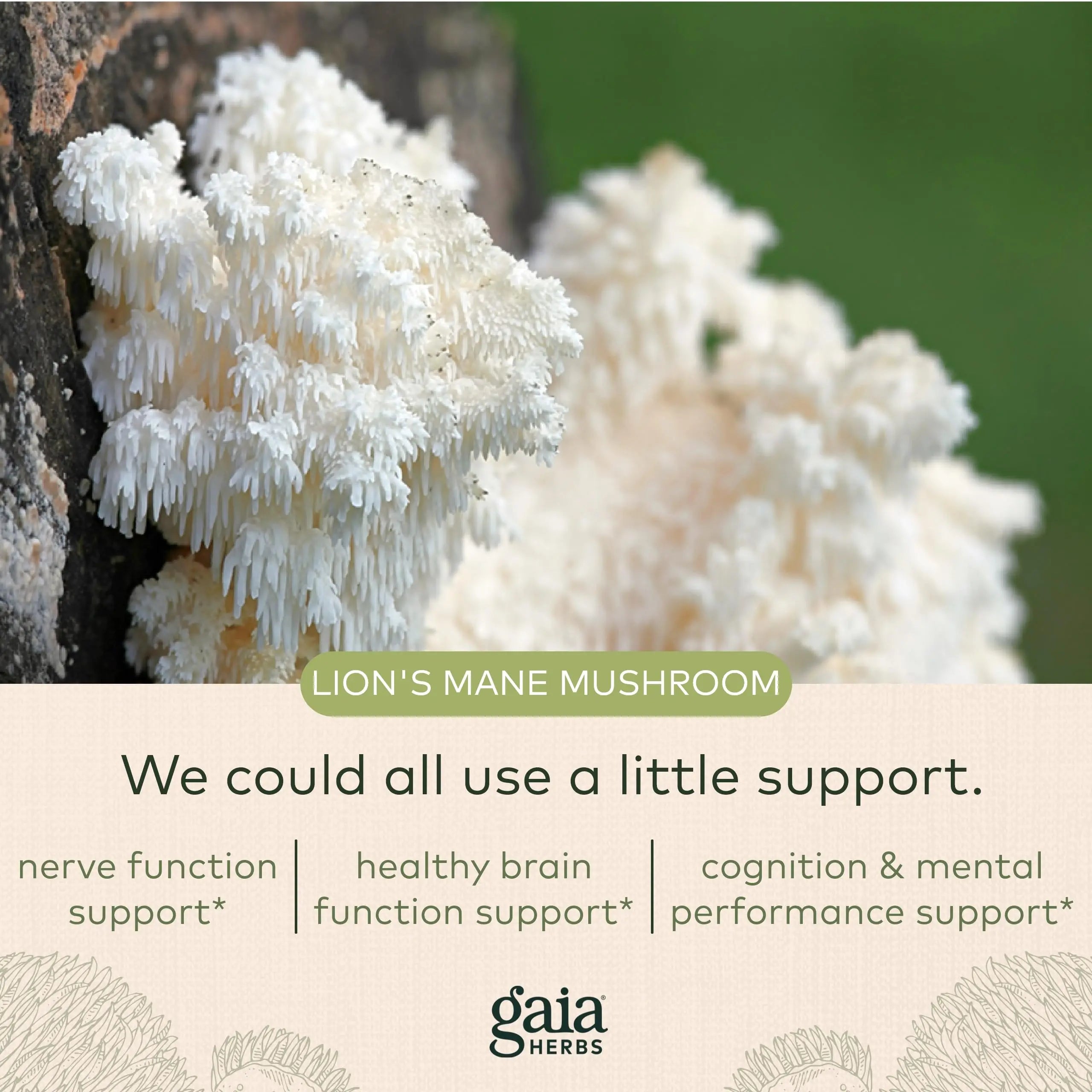 Gaia Herbs Organic Lion’s Mane Mushroom - Brain and Nerve Support Supplement Gaia Herbs Au supplements