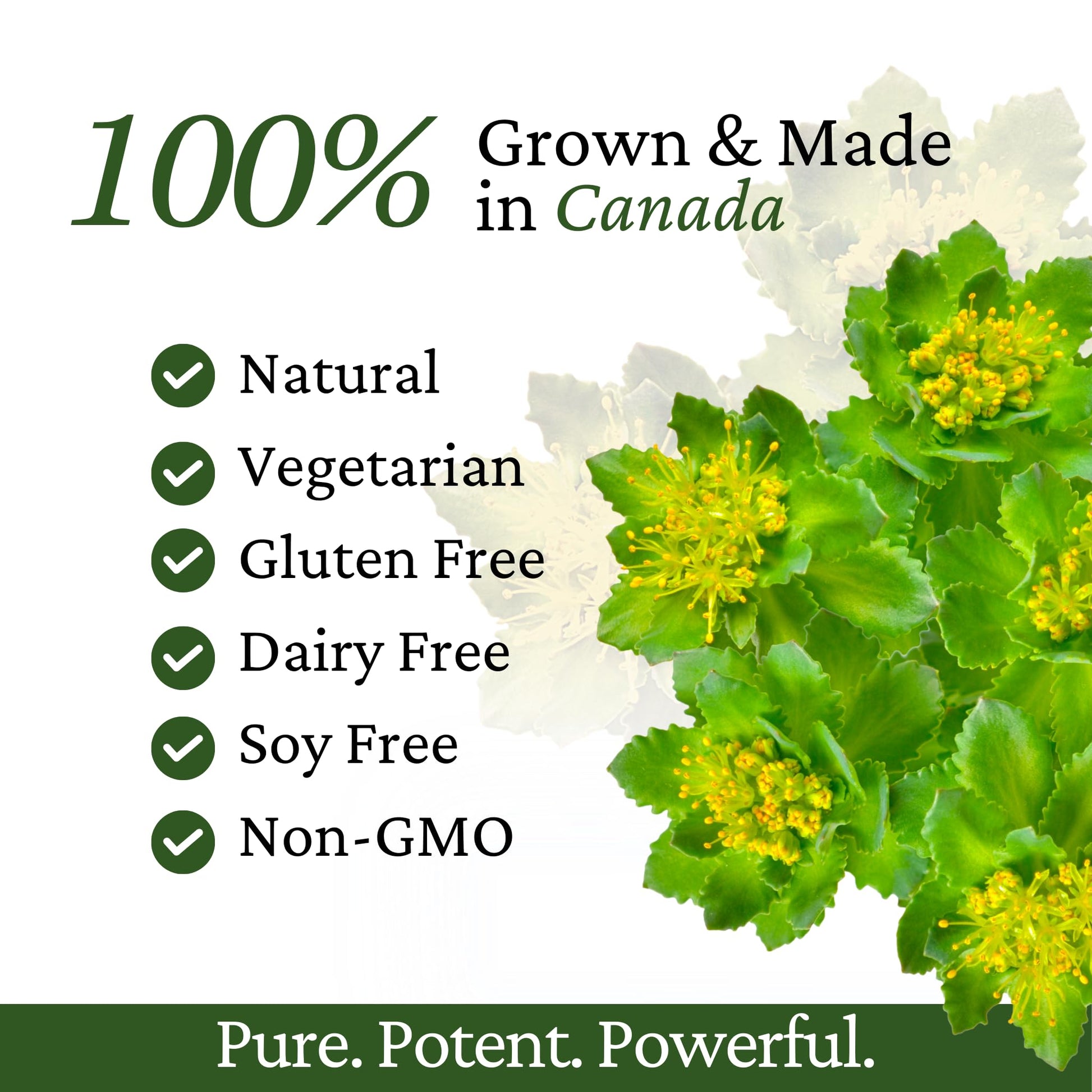 Immune Support, Energy Booster with Vitamin C, D3 and Zinc Supplement, Rhodiola Rosea, Reishi Mushroom Extract, Astragalus, Overall Wellness and Daily Habit - 60 Capsules Rhoziva Au supplements