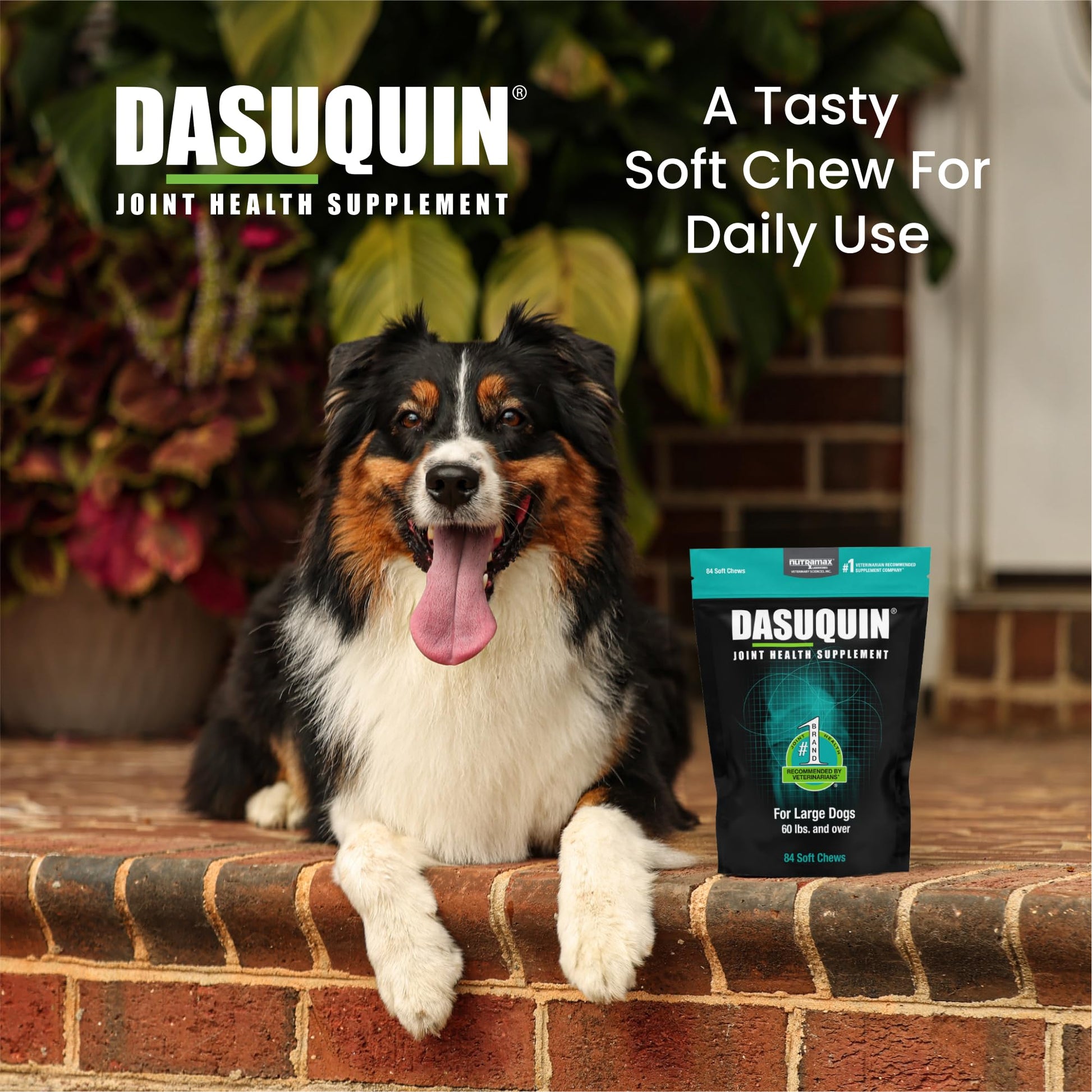 Nutramax Dasuquin for Large Dogs, Joint Health Supplement, Contains Glucosamine for Dogs, Plus Chondroitin, ASU and More, Supports Healthy Joints, Soft Chews, 84 Count Nutramax Laboratories Au supplements