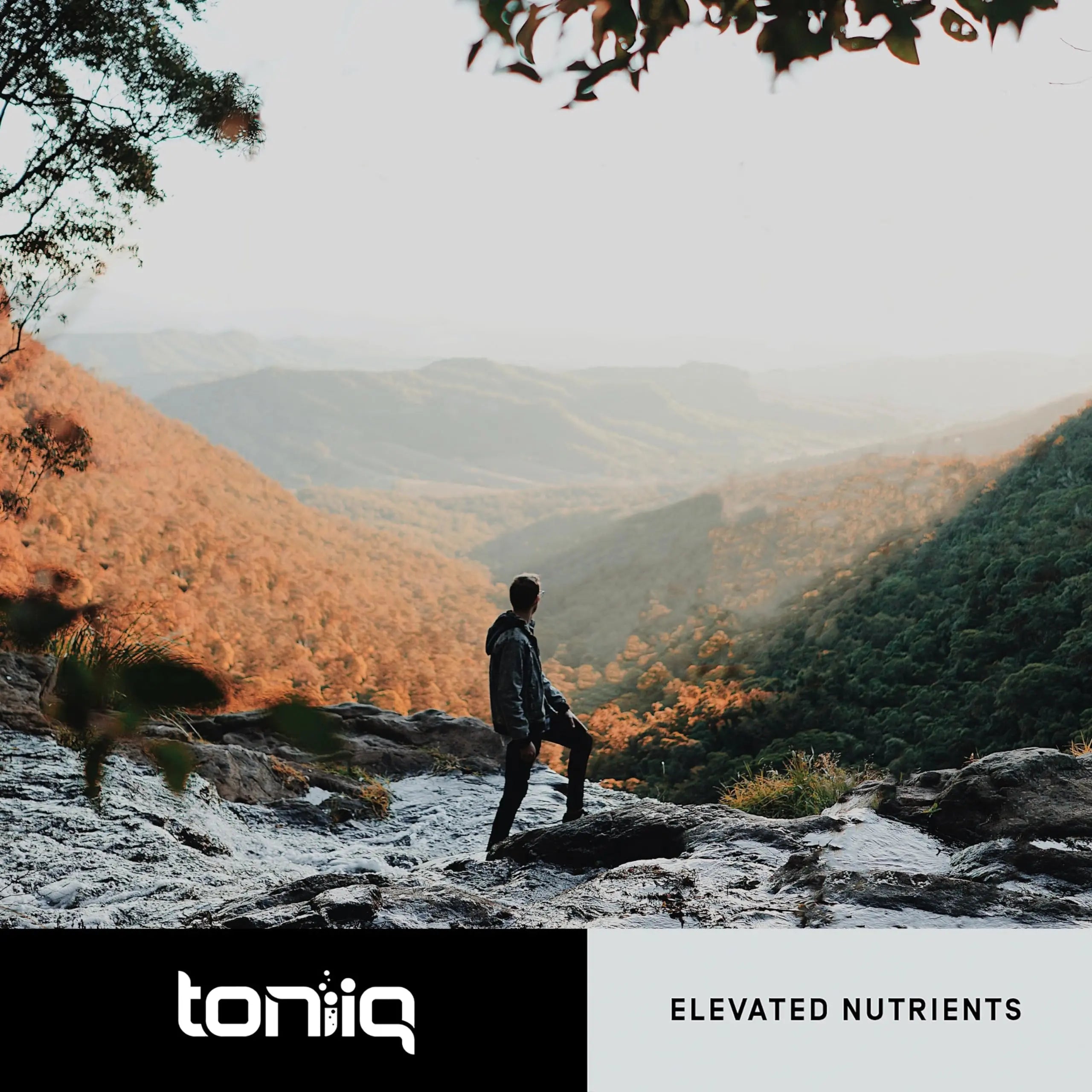Toniiq 18,000mg 15x Concentrated Artichoke Extract Capsules - Ultra Concentrated Toniiq Au supplements