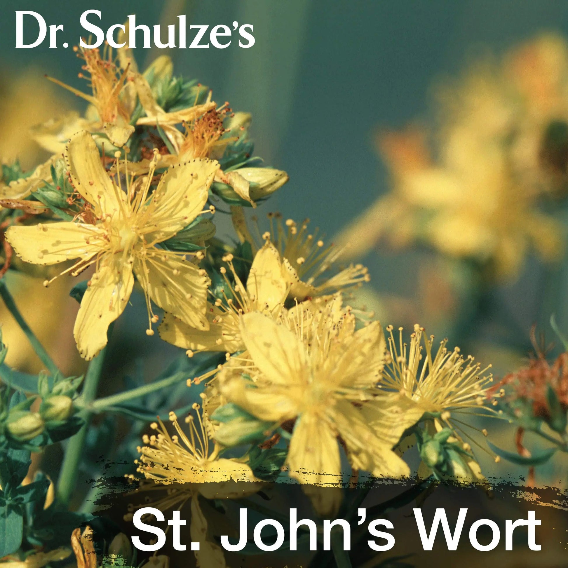 Dr. Schulze's Deep Tissue Oil | Powerful Herbal Support for Muscles, Tendons and Joints Dr. Schulze's Au supplements