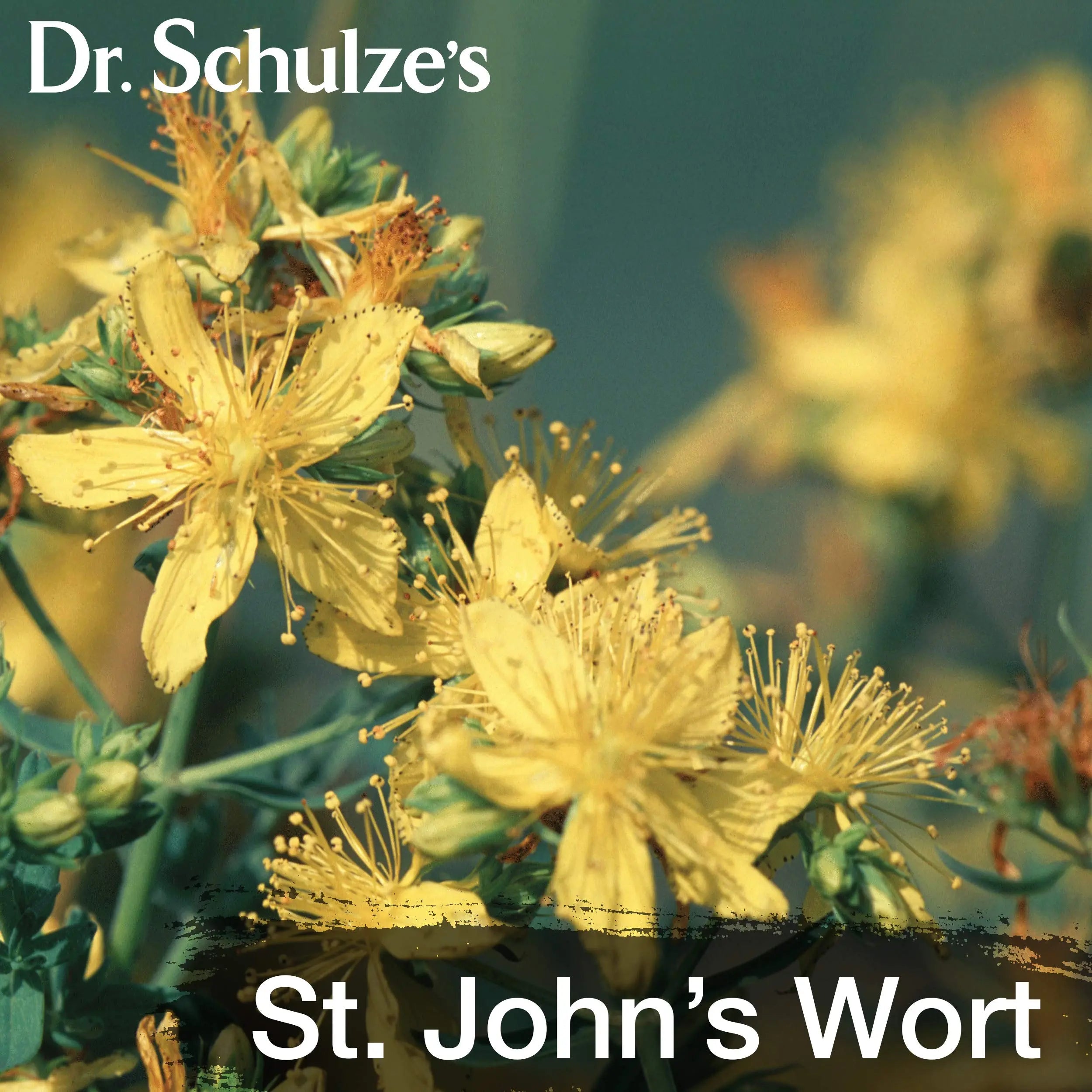 Dr. Schulze's Deep Tissue Oil | Powerful Herbal Support for Muscles, Tendons and Joints Dr. Schulze's Au supplements